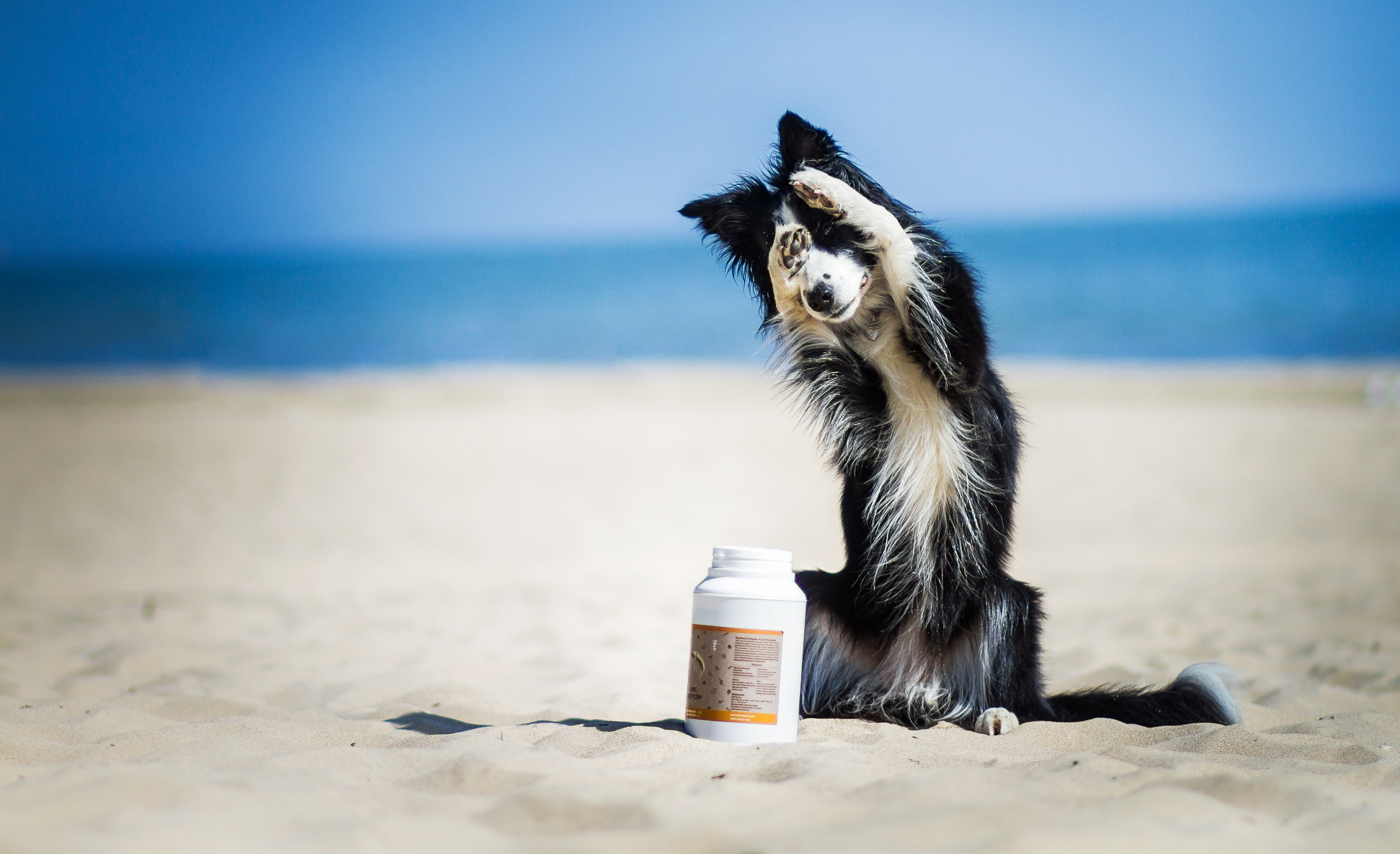 Download mobile wallpaper Dogs, Beach, Sand, Dog, Blur, Animal, Border Collie for free.