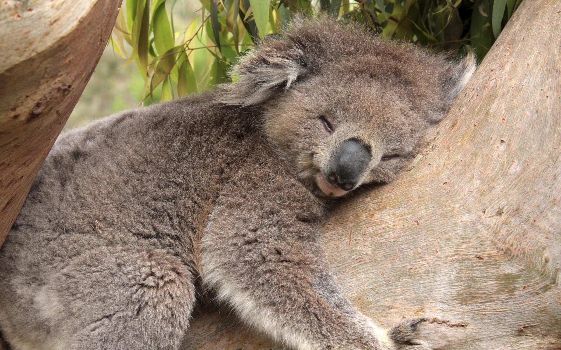 20963 скачать картинку коалы, животные, оранжевые - обои и заставки бесплатно
