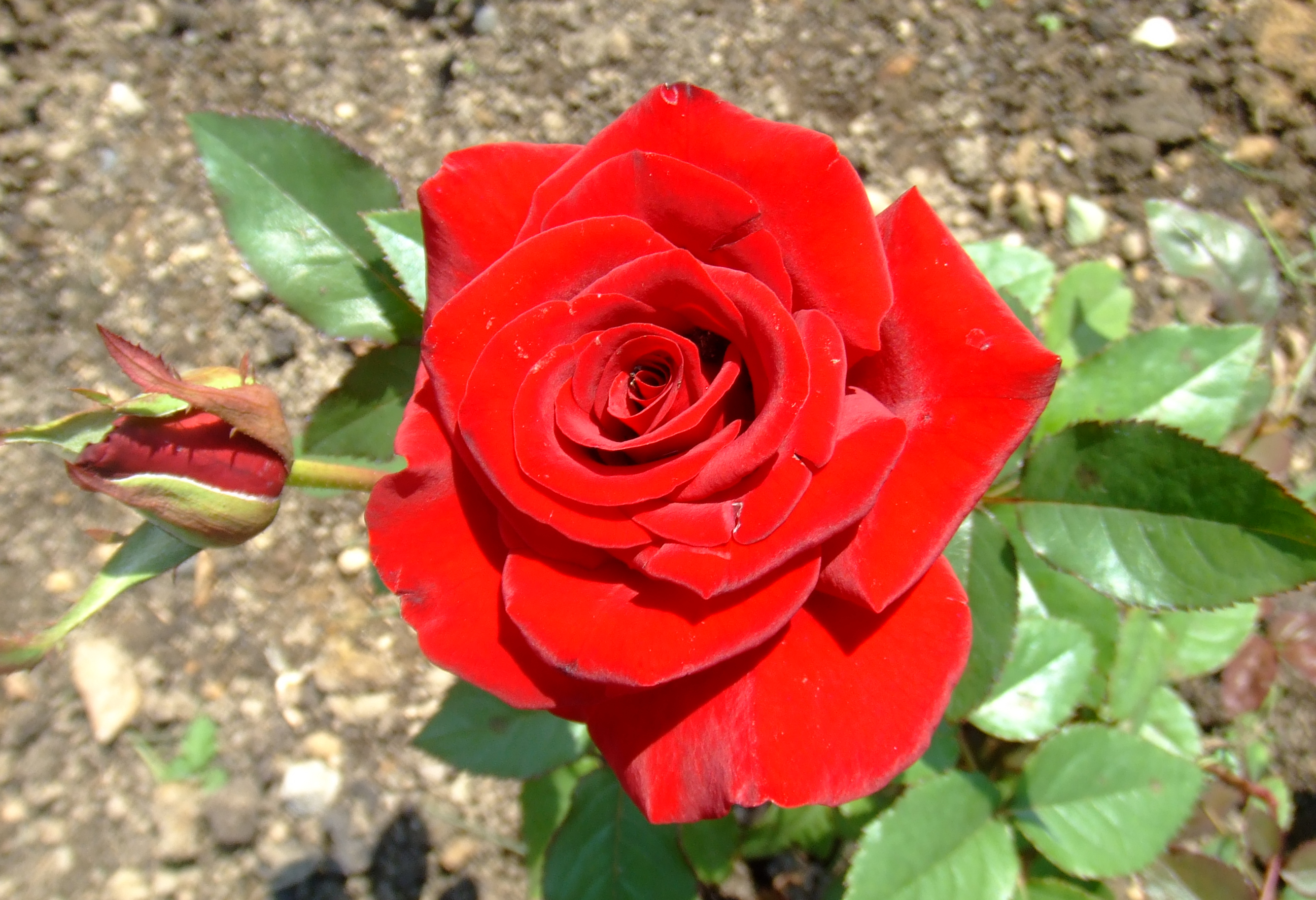 Téléchargez gratuitement l'image Fleurs, Rose, Terre/nature sur le bureau de votre PC