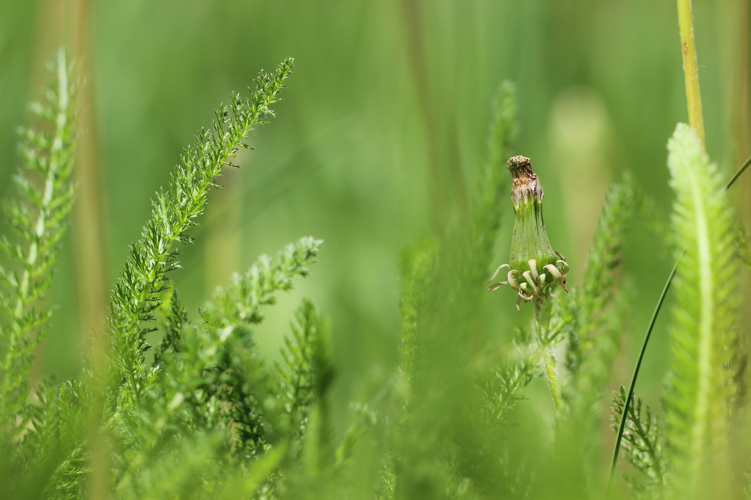 Free download wallpaper Grass, Earth on your PC desktop