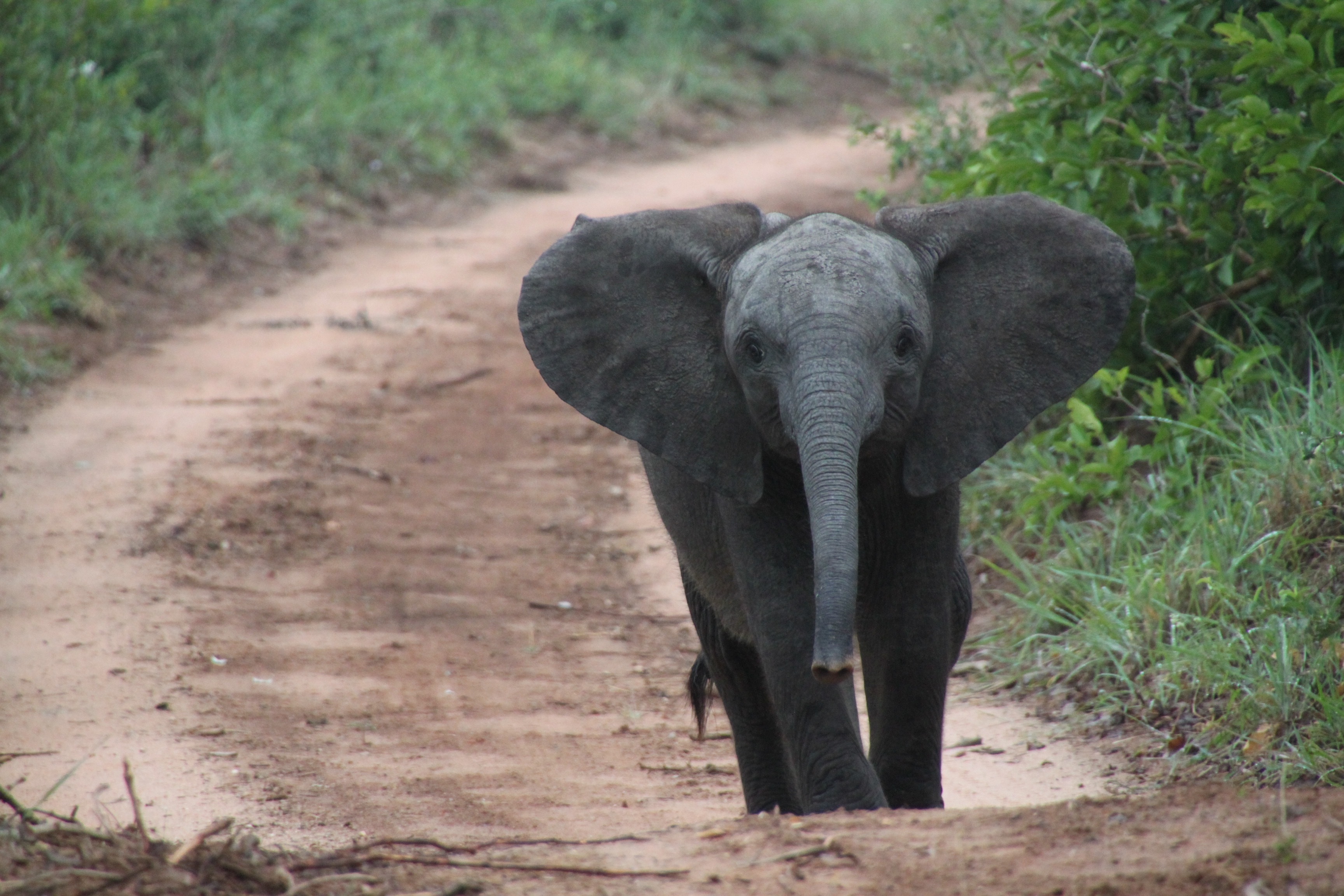 Скачати мобільні шпалери Слони, Тварина, Милий, Дитинча Тварини, Африканський Чагарниковий Слон безкоштовно.