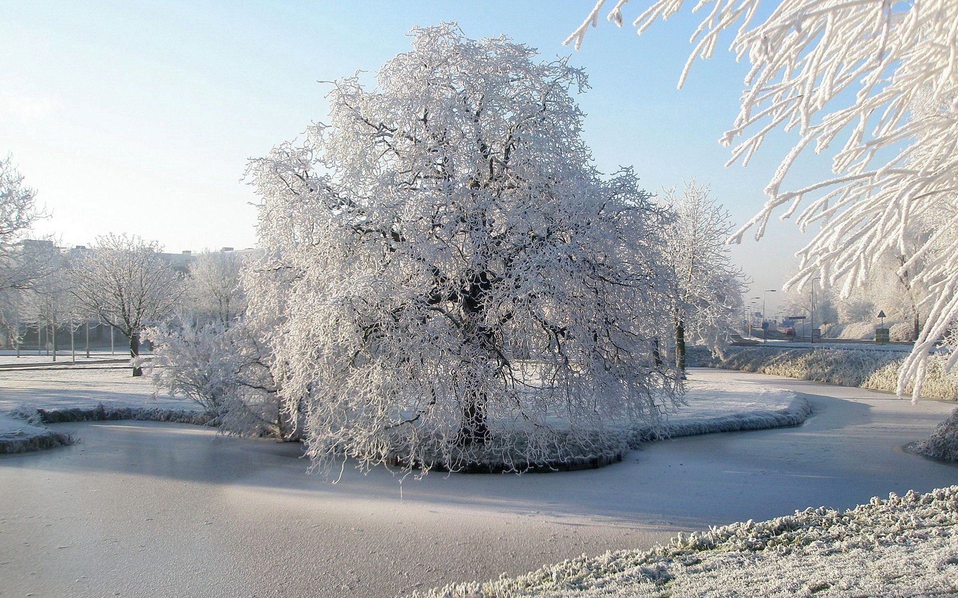 frozen, winter, nature, ice, wood, tree, surface, frost, hoarfrost, pond, willow