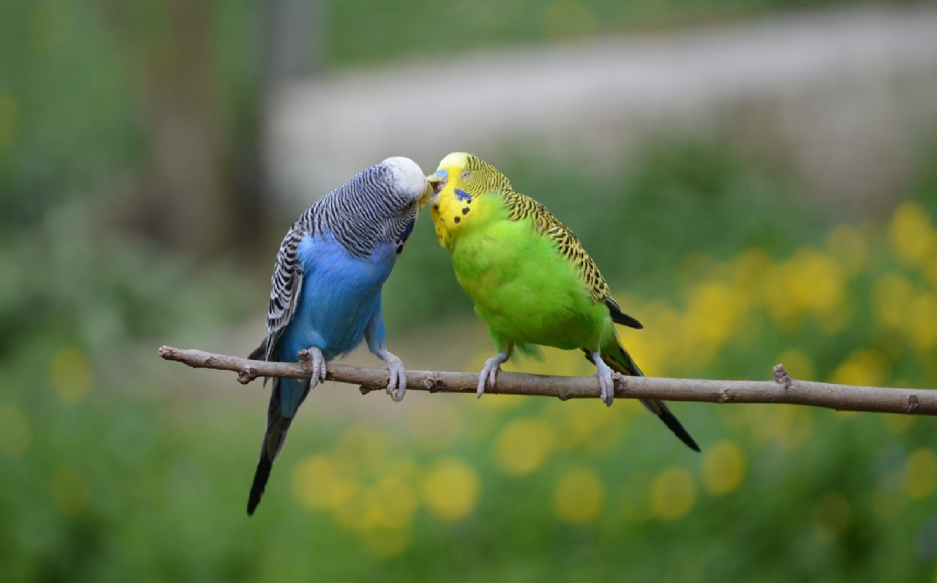 Laden Sie das Papageien, Tiere, Natur, Vögel-Bild kostenlos auf Ihren PC-Desktop herunter