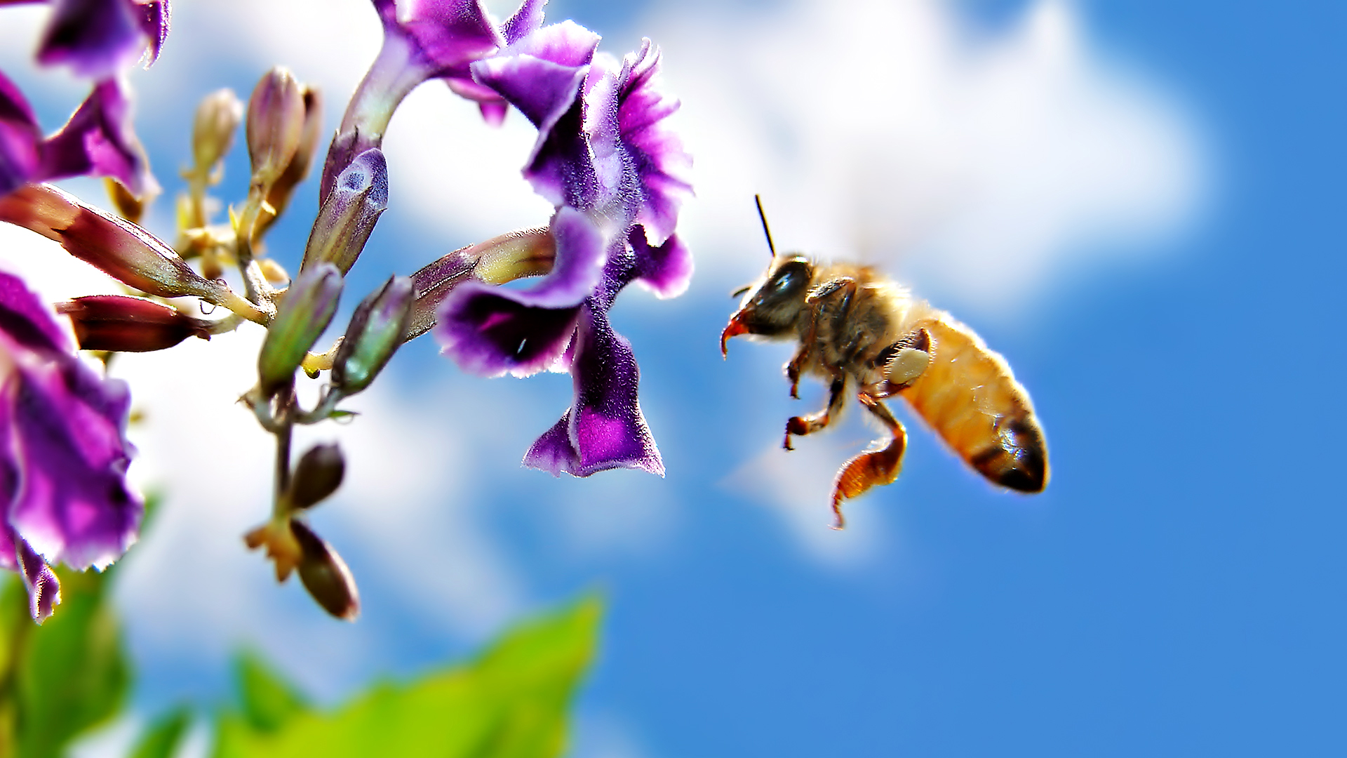 1468175 descargar imagen animales, abeja: fondos de pantalla y protectores de pantalla gratis