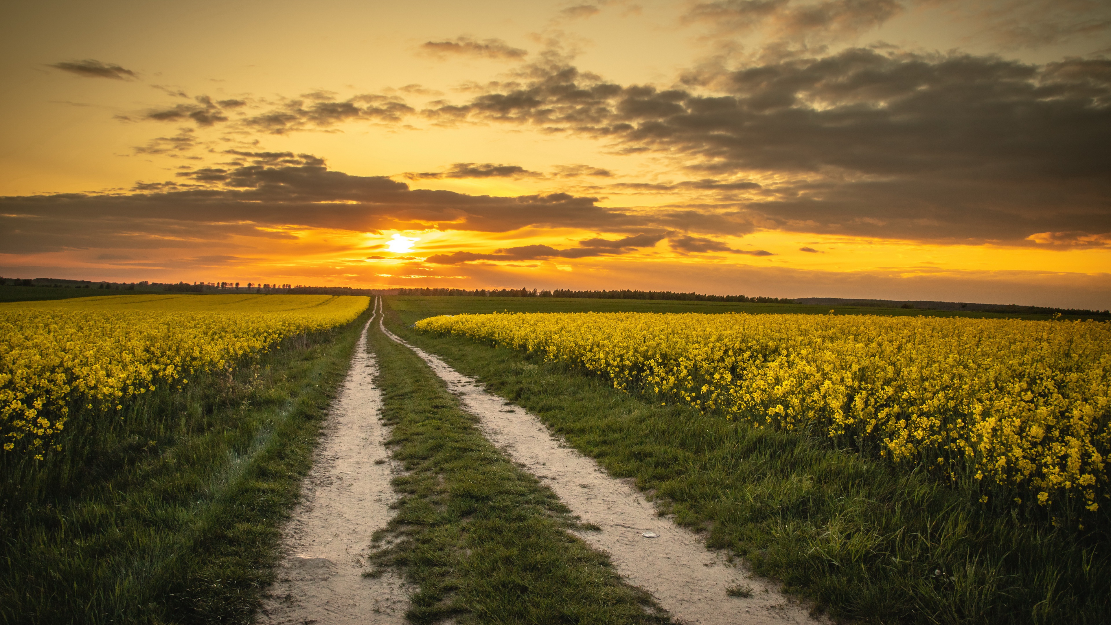 Download mobile wallpaper Sunset, Road, Earth, Rapeseed for free.