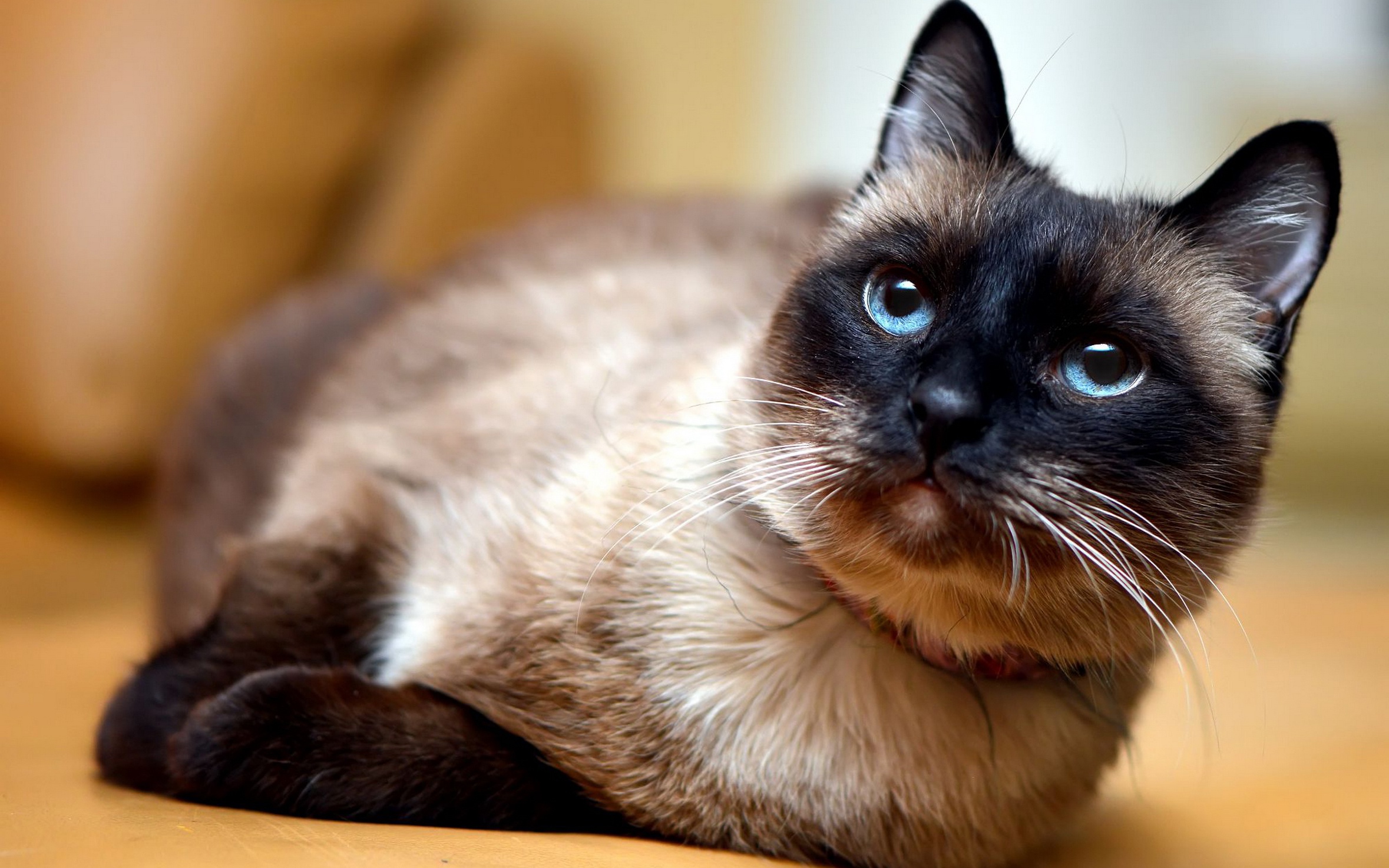 Téléchargez gratuitement l'image Animaux, Chats, Chat sur le bureau de votre PC