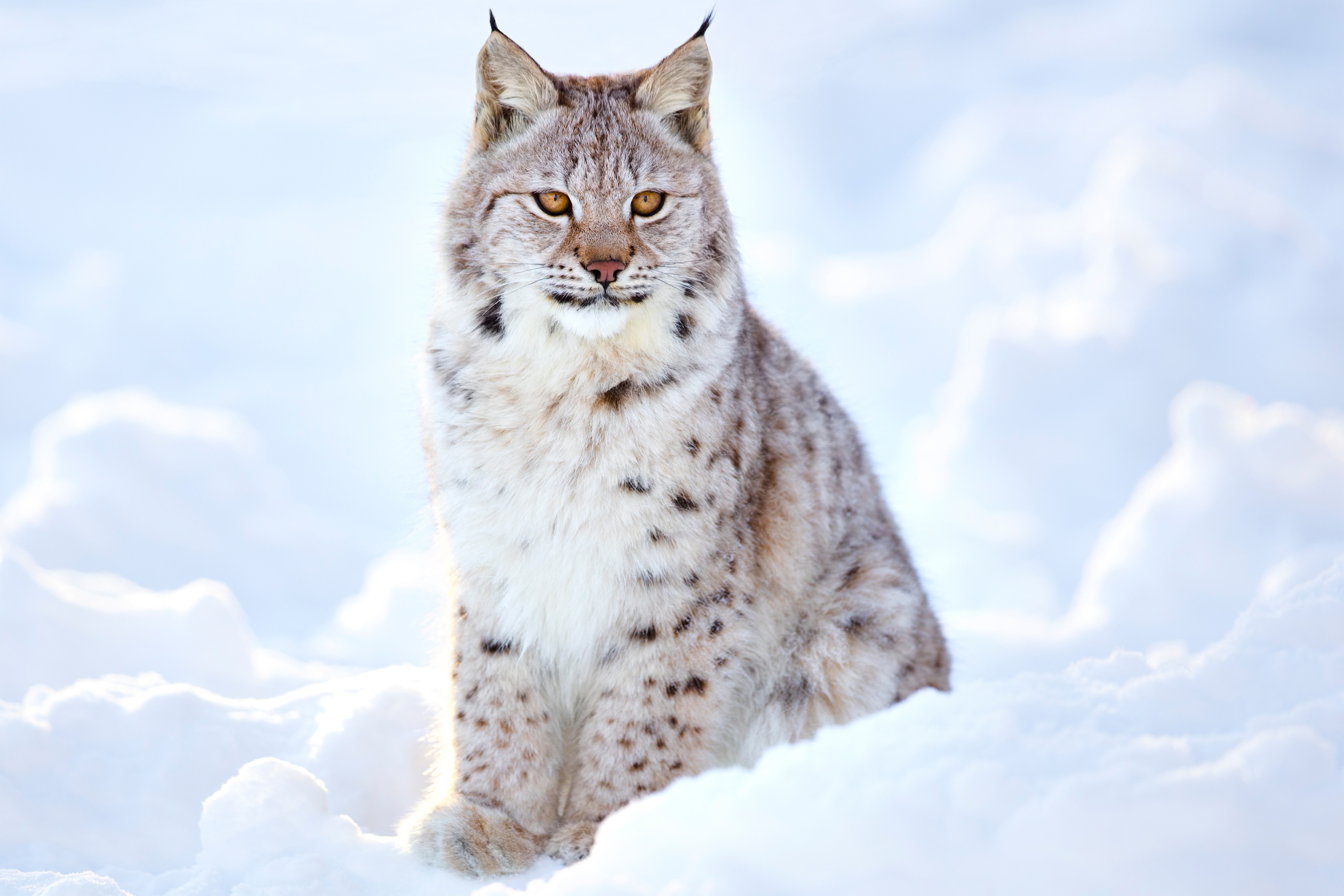 Download mobile wallpaper Cats, Snow, Animal, Lynx for free.