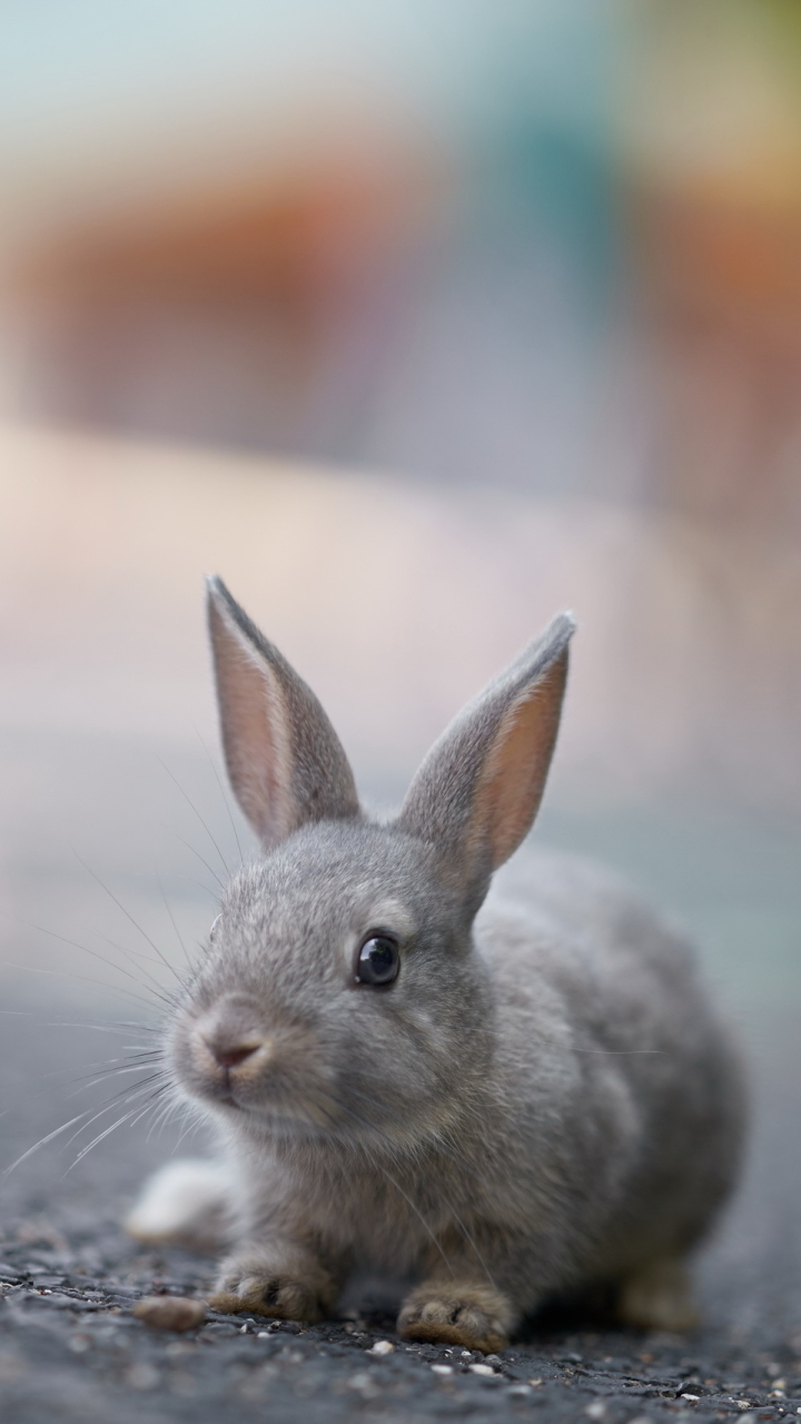 Download mobile wallpaper Blur, Animal, Rabbit for free.