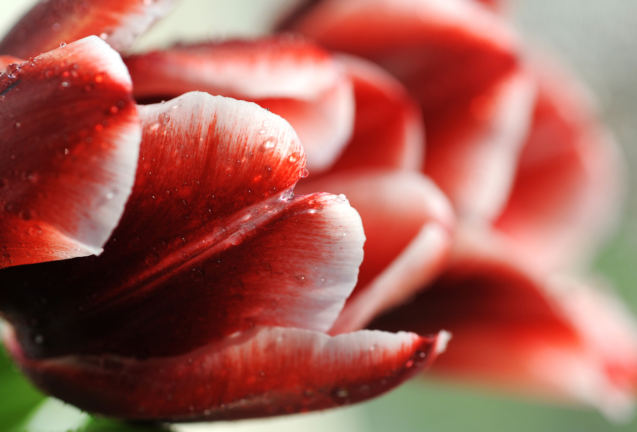 Baixar papel de parede para celular de Tulipa, Fechar Se, Flores, Flor, Terra/natureza gratuito.
