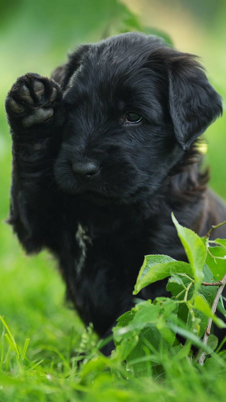 Handy-Wallpaper Tiere, Hunde, Hund, Welpen, Tierbaby kostenlos herunterladen.