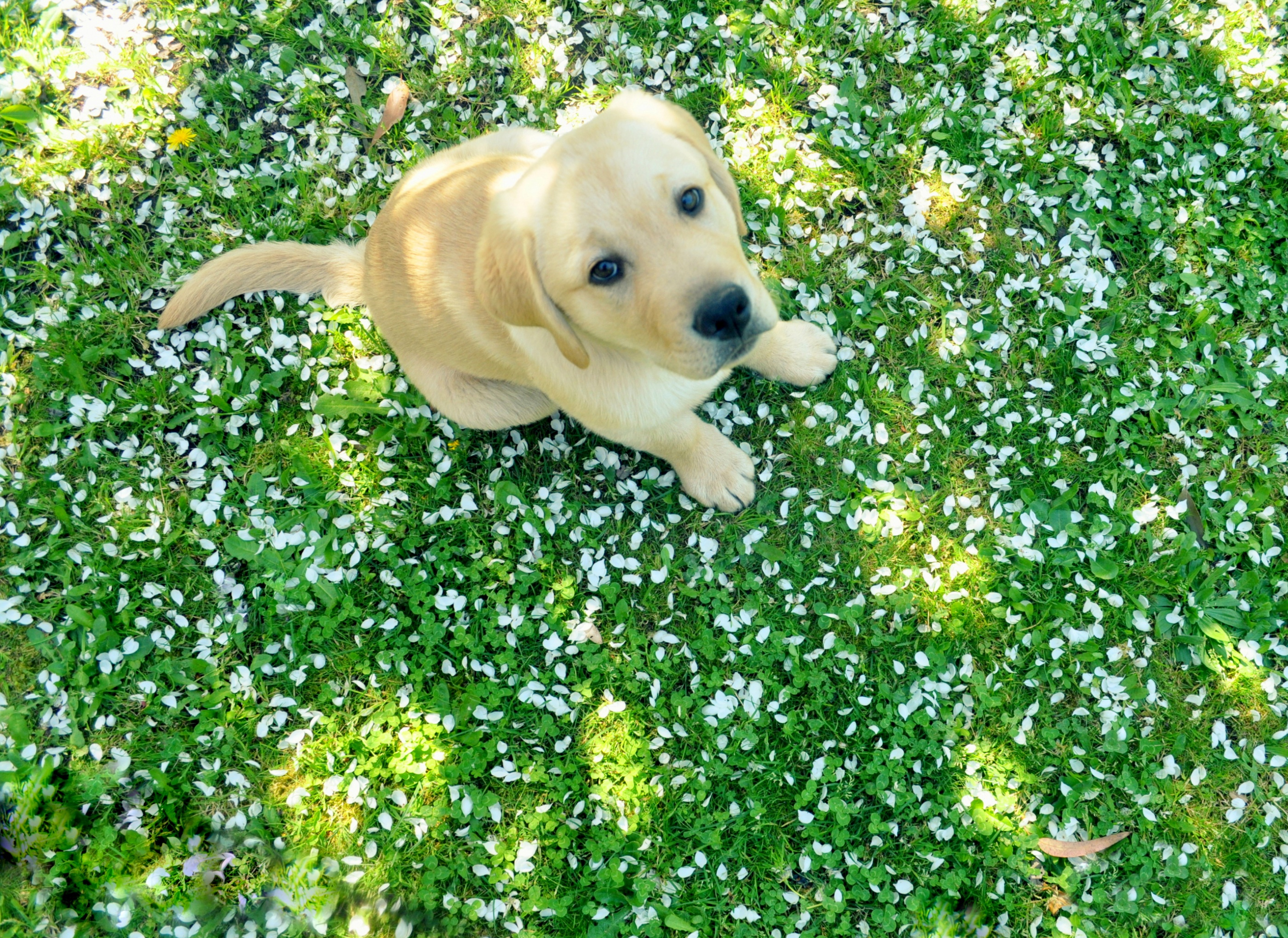 Download mobile wallpaper Labrador Retriever, Puppy, Dogs, Dog, Animal for free.