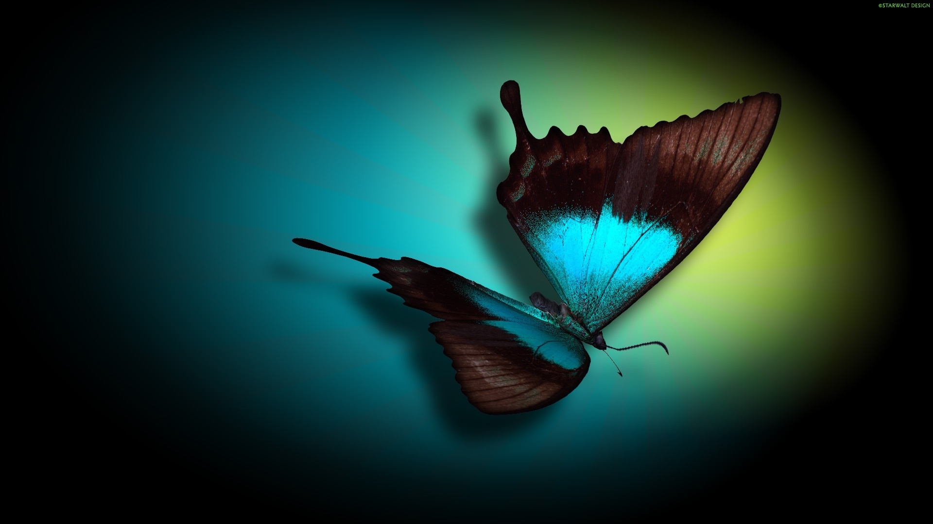 46903 télécharger l'image papillons, insectes, dessins - fonds d'écran et économiseurs d'écran gratuits