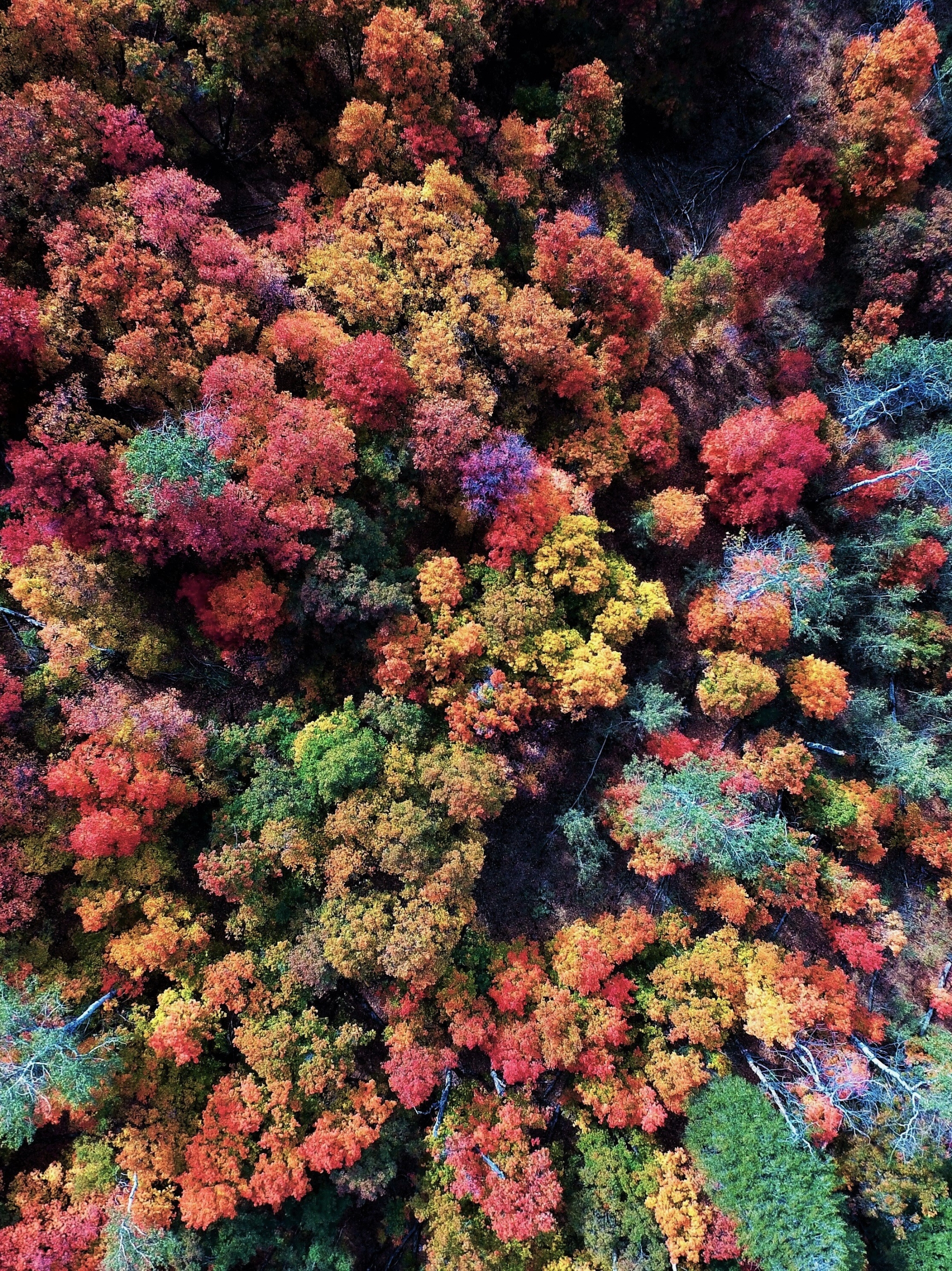 Скачать картинку Осень, Лес, Красочный, Падать, Воздушный, Антенна, Земля/природа в телефон бесплатно.