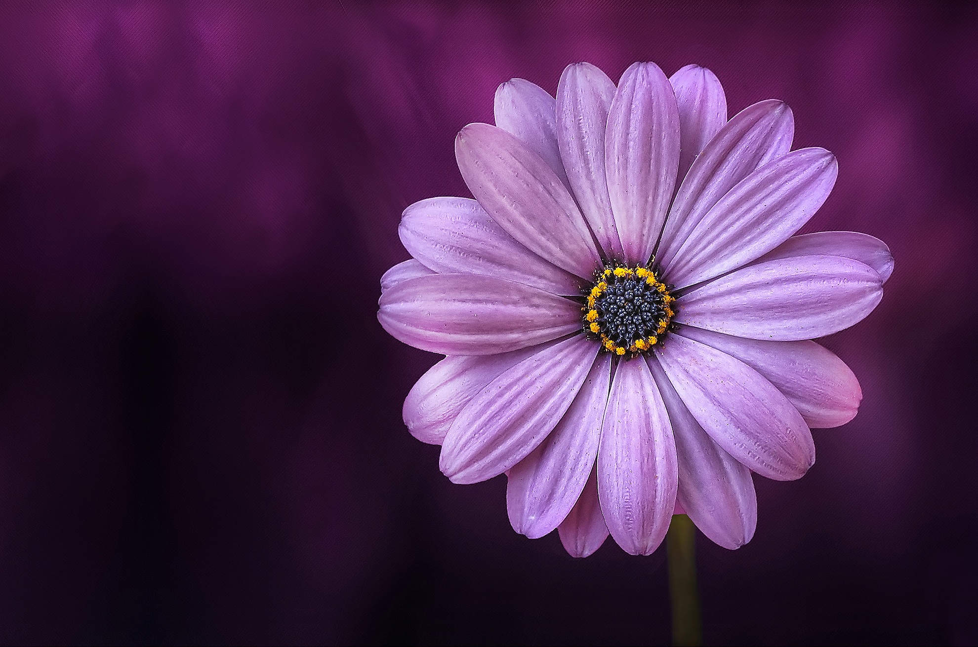 745033 завантажити картинку фіолетова квітка, природа, земля, африканська ромашка, впритул, дейзі, квітка - шпалери і заставки безкоштовно
