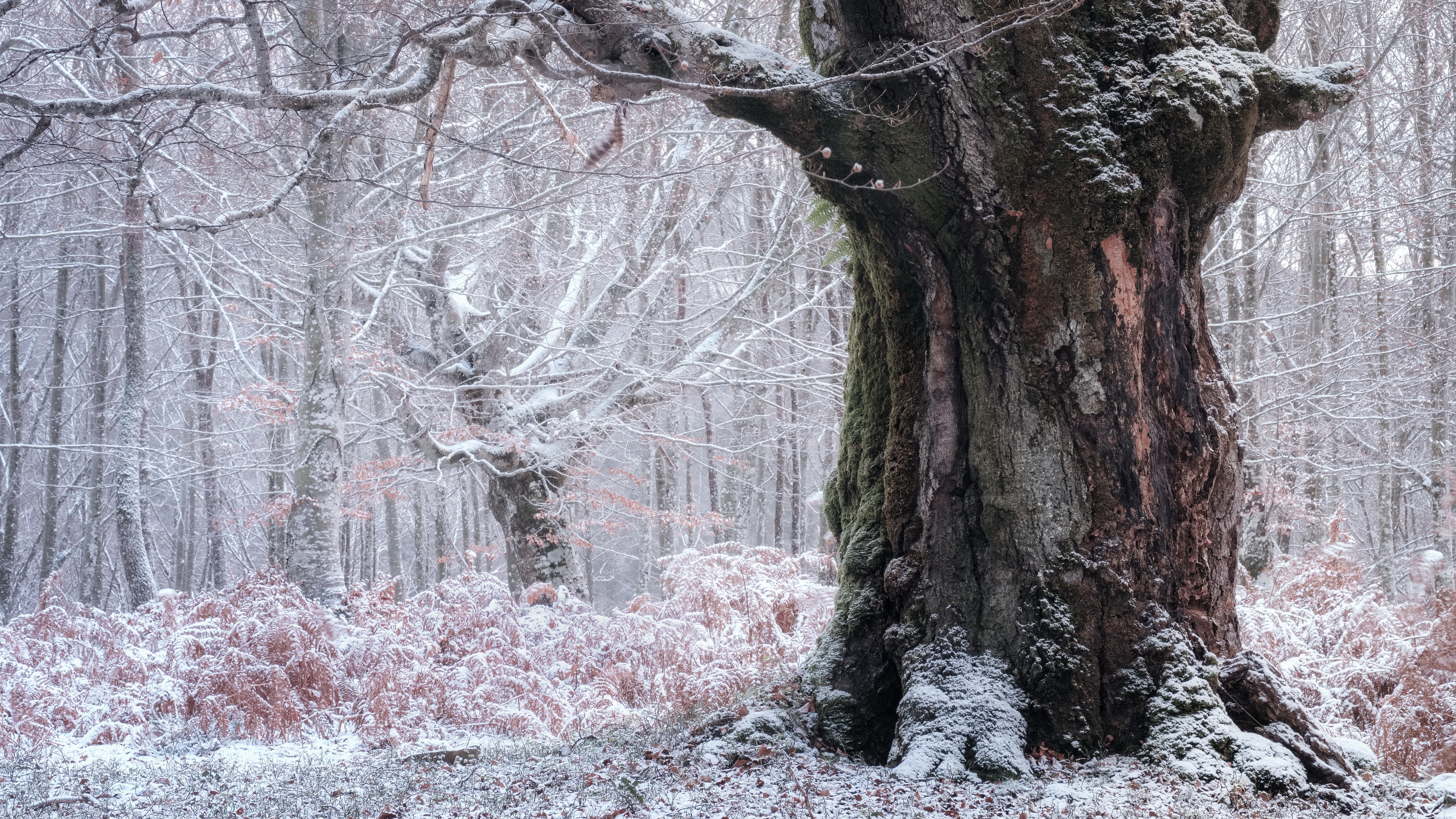 Скачать картинку Зима, Природа, Деревья, Дерево, Ствол, Земля/природа в телефон бесплатно.
