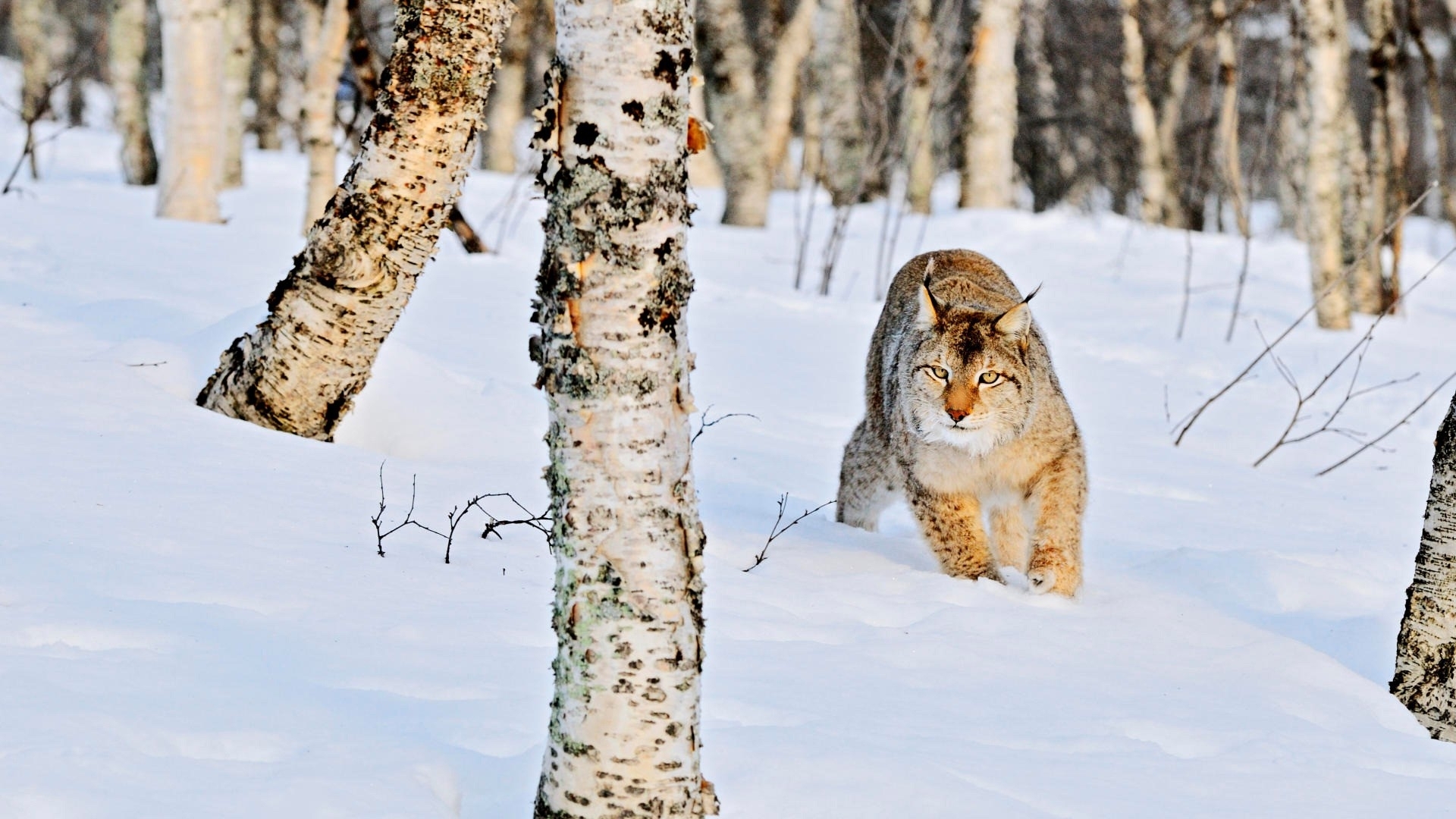 Téléchargez des papiers peints mobile Lynx, Chats, Animaux gratuitement.