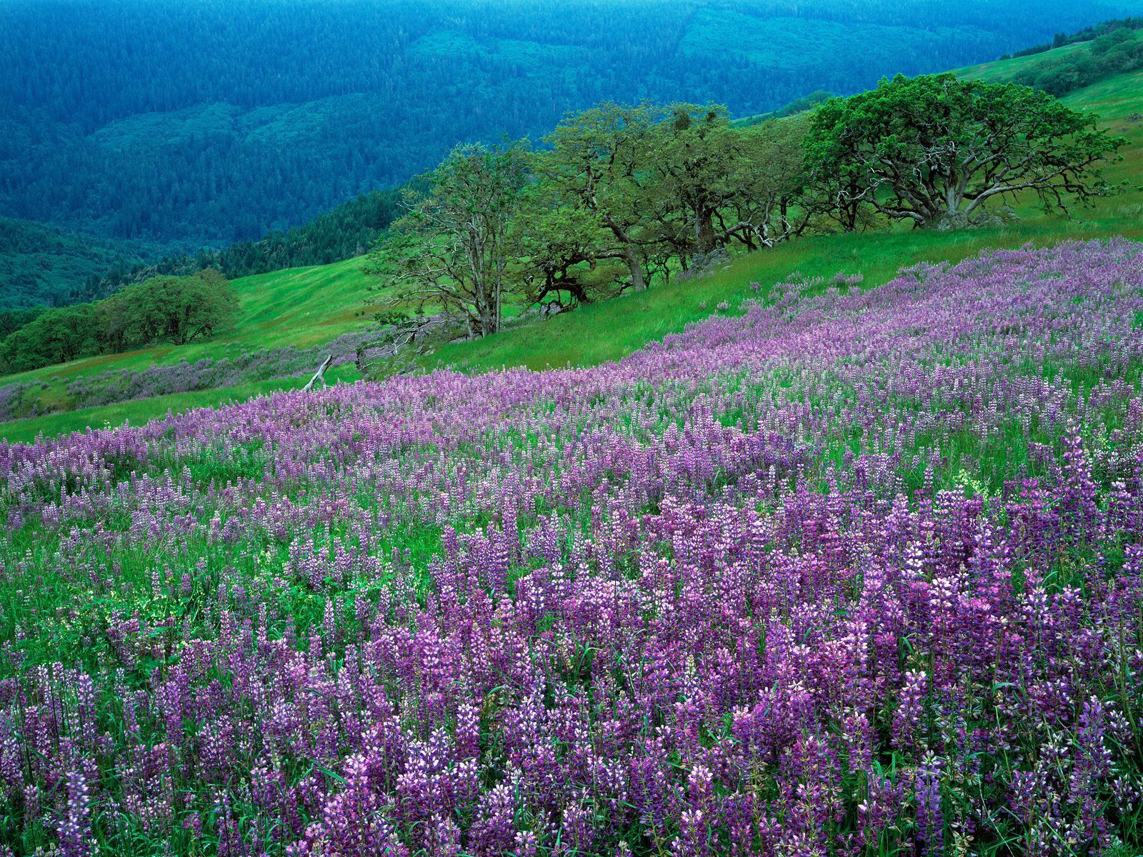Laden Sie das Grass, Steigung, Natur, Lila, Mountains, Blumen-Bild kostenlos auf Ihren PC-Desktop herunter