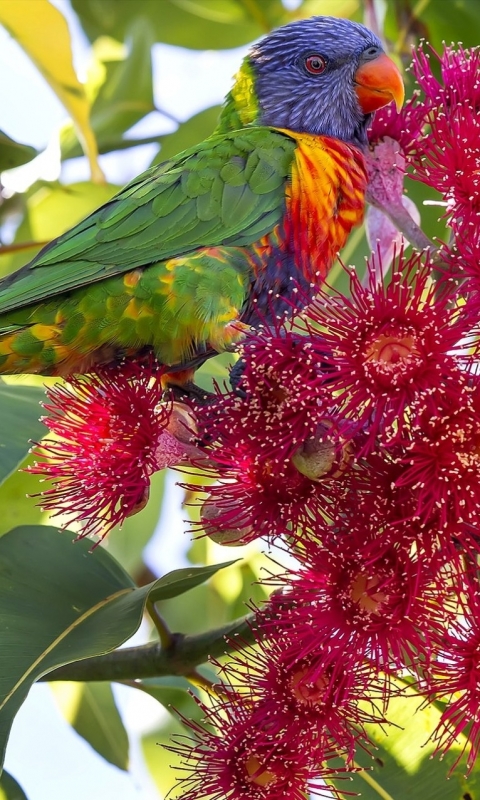 Download mobile wallpaper Birds, Animal, Parrot, Blossom, Rainbow Lorikeet for free.