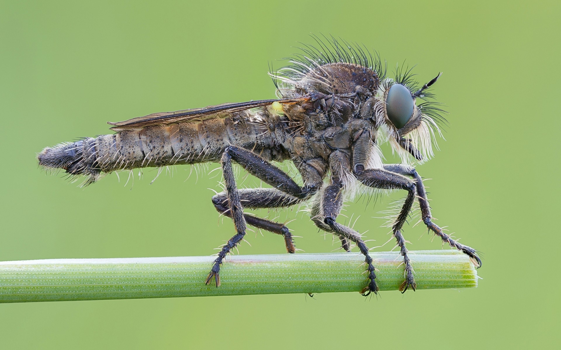 Descarga gratuita de fondo de pantalla para móvil de Animales, Insecto.