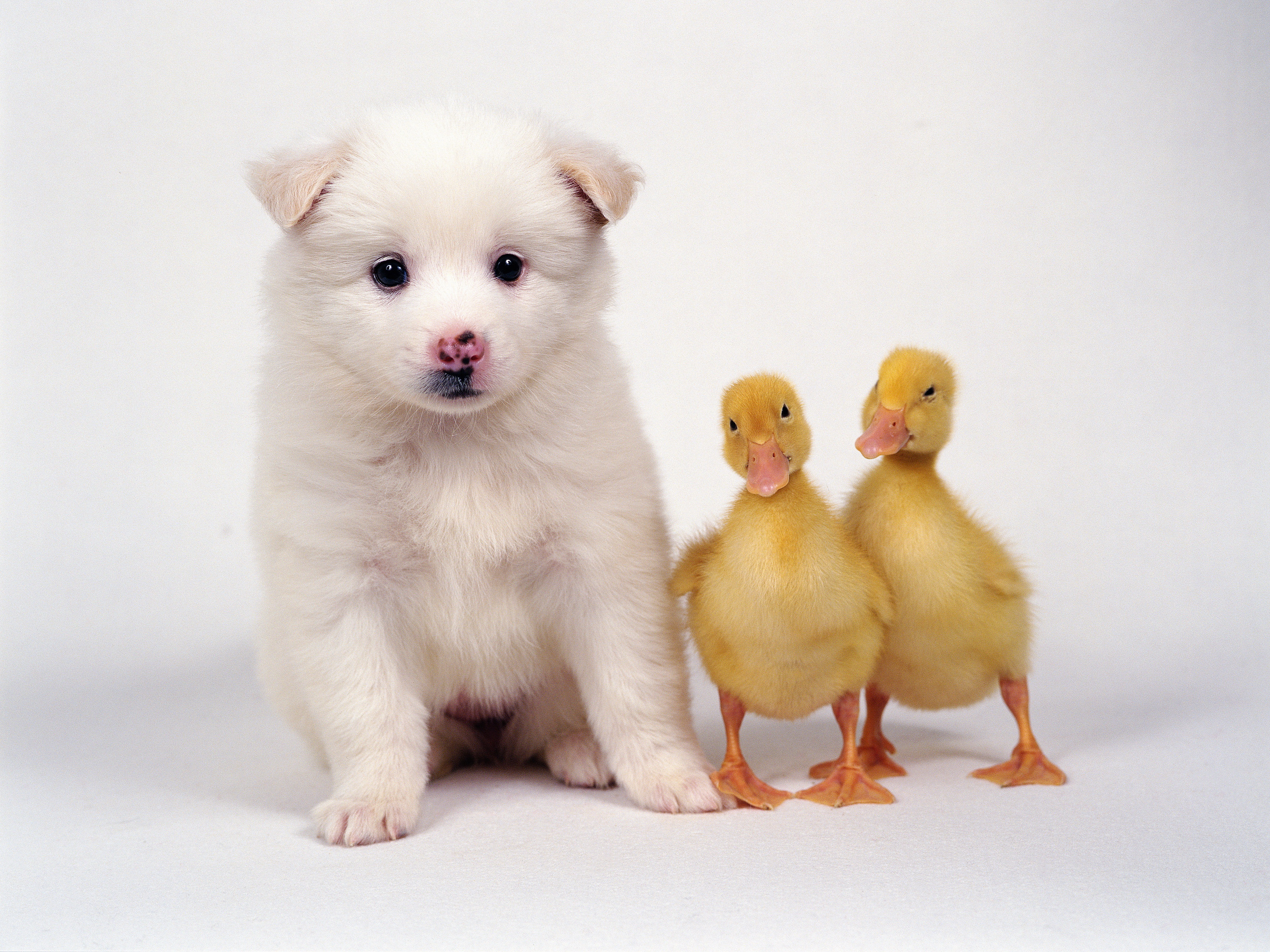 Download mobile wallpaper Animal, Duck, Puppy, Cute for free.