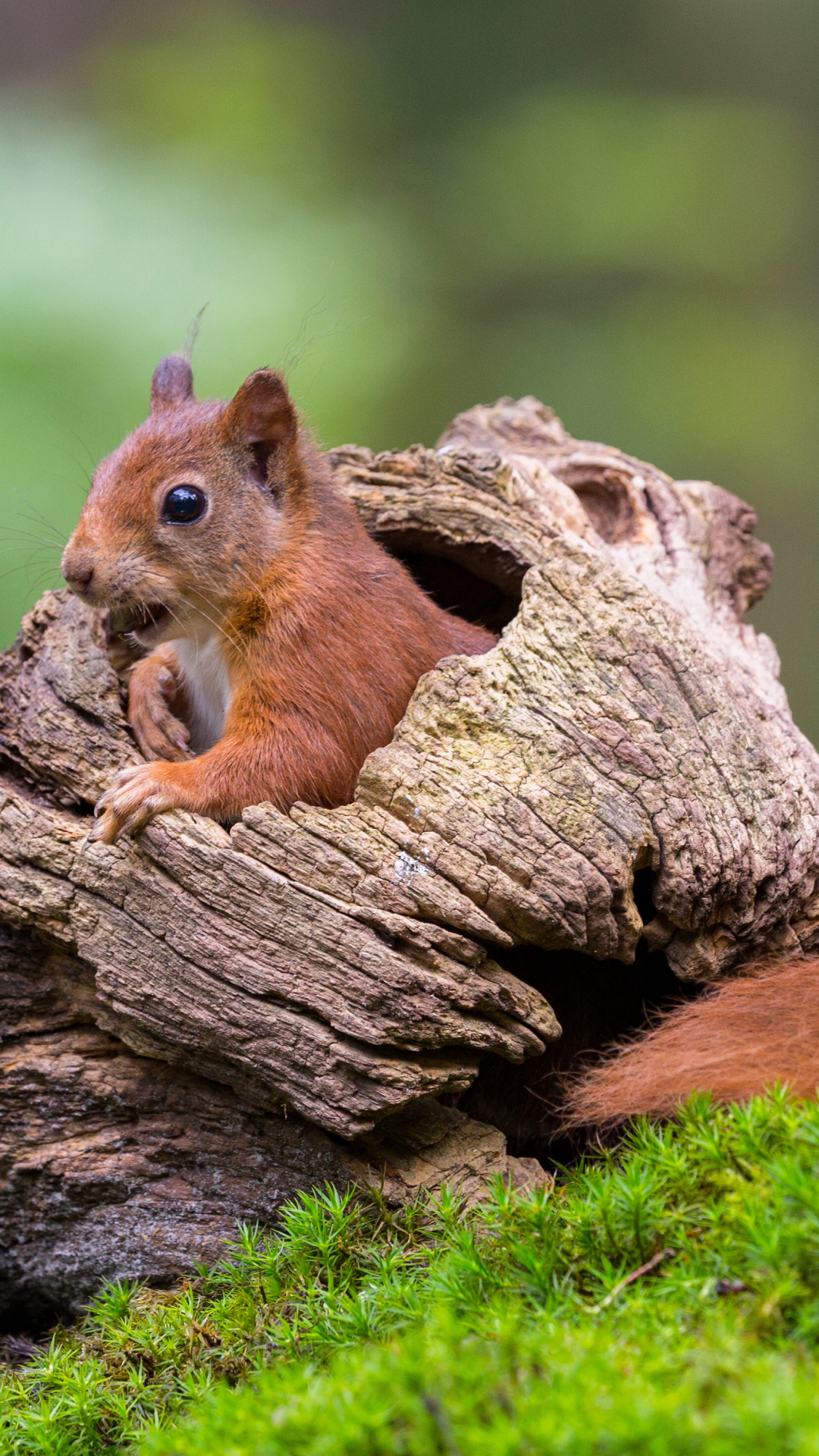 Download mobile wallpaper Squirrel, Blur, Animal, Moss, Rodent for free.