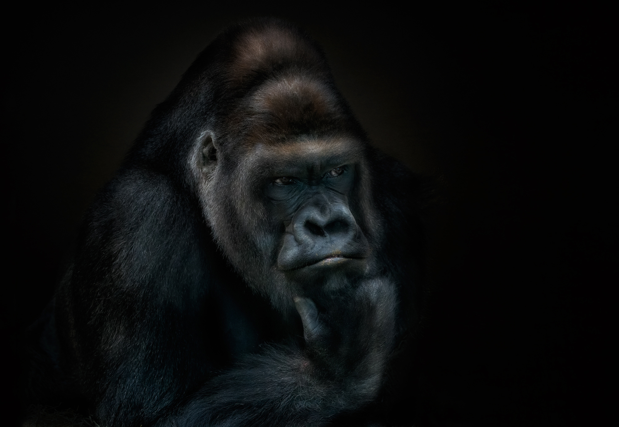 Descarga gratuita de fondo de pantalla para móvil de Animales, Monos, Gorila, Primate.