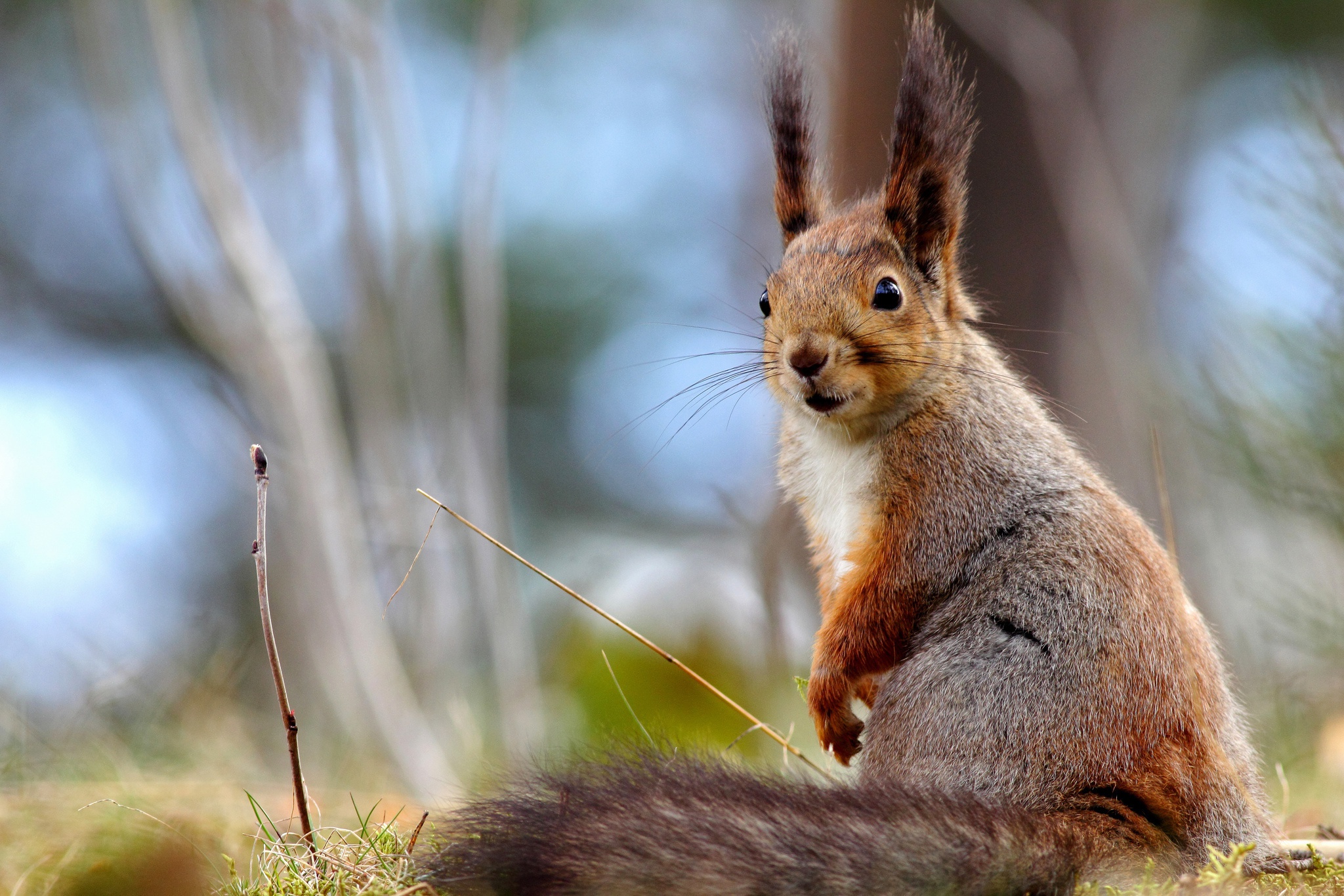 Descarga gratuita de fondo de pantalla para móvil de Animales, Ardilla, Roedor, Profundidad De Campo.