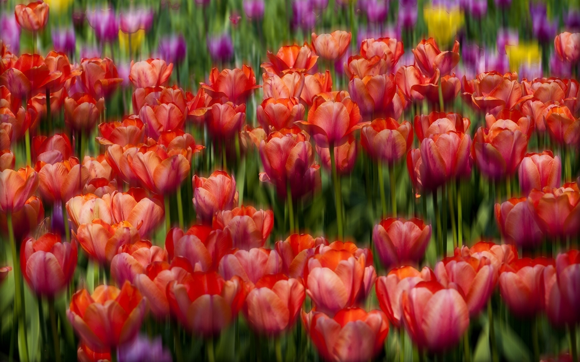 Download mobile wallpaper Tulip, Flowers, Earth for free.