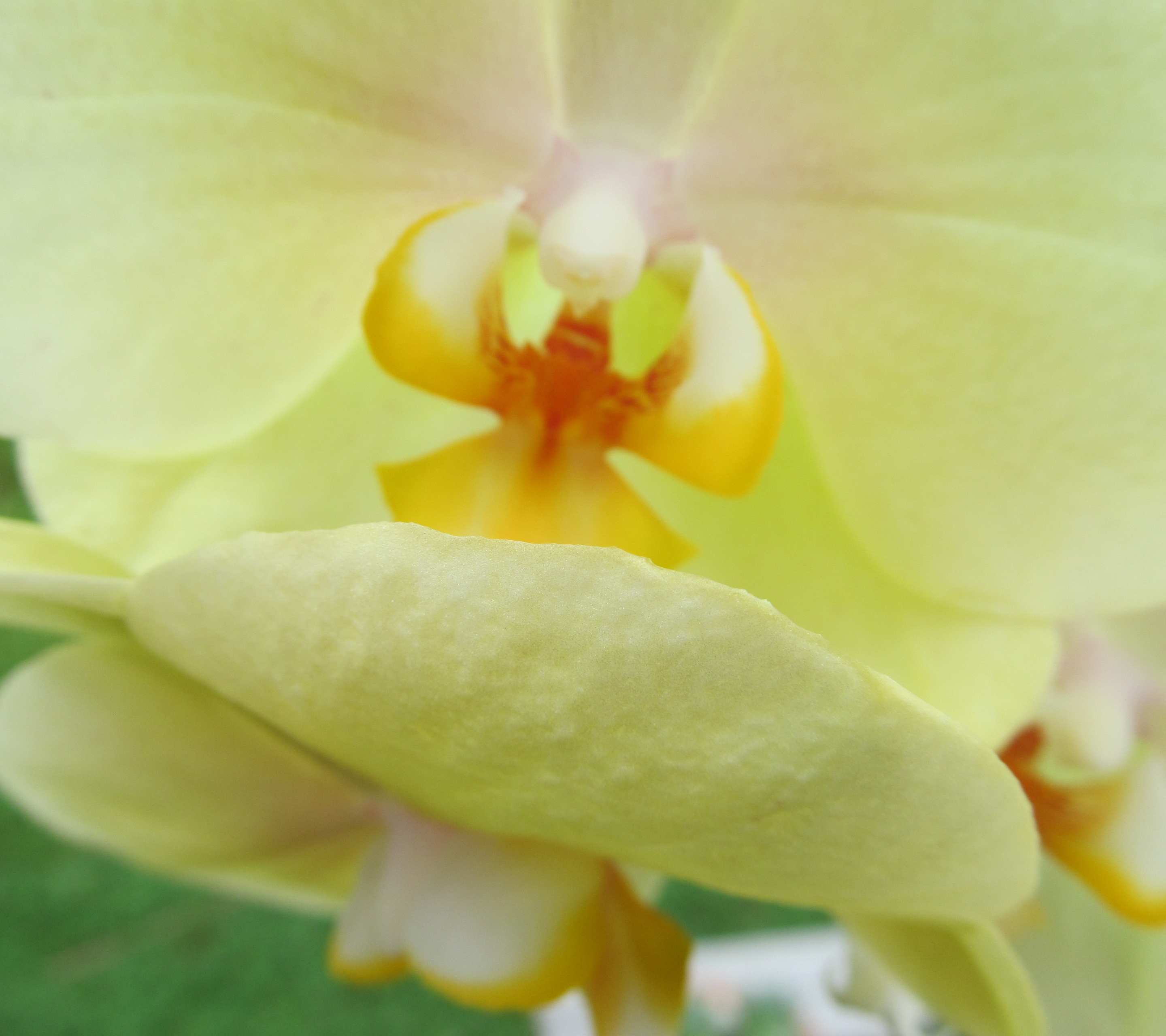 Descarga gratuita de fondo de pantalla para móvil de Flores, Orquídea, Tierra/naturaleza.