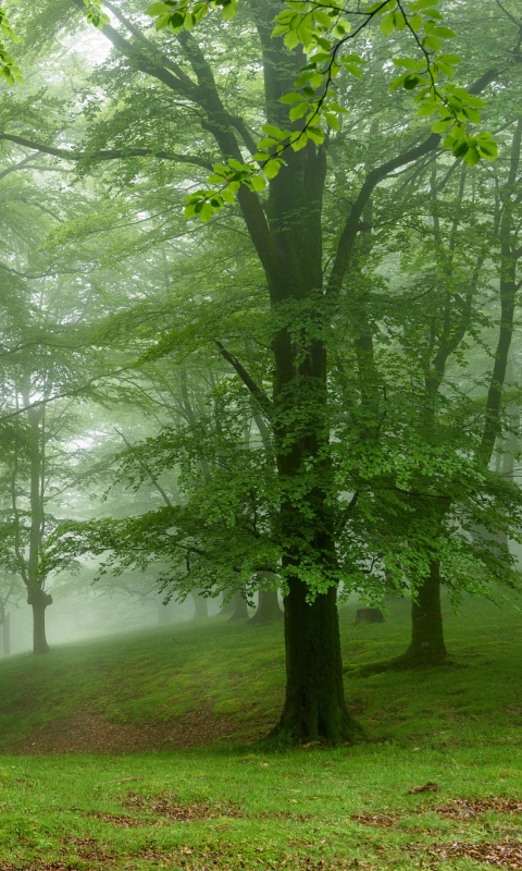 Download mobile wallpaper Nature, Forest, Tree, Fog, Earth for free.