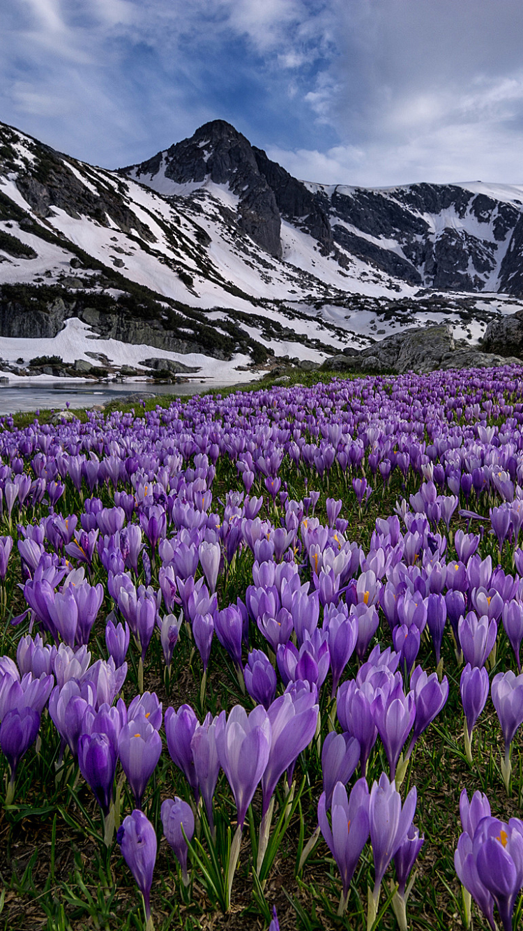 Download mobile wallpaper Landscape, Flowers, Snow, Mountain, Earth, Crocus, Purple Flower for free.