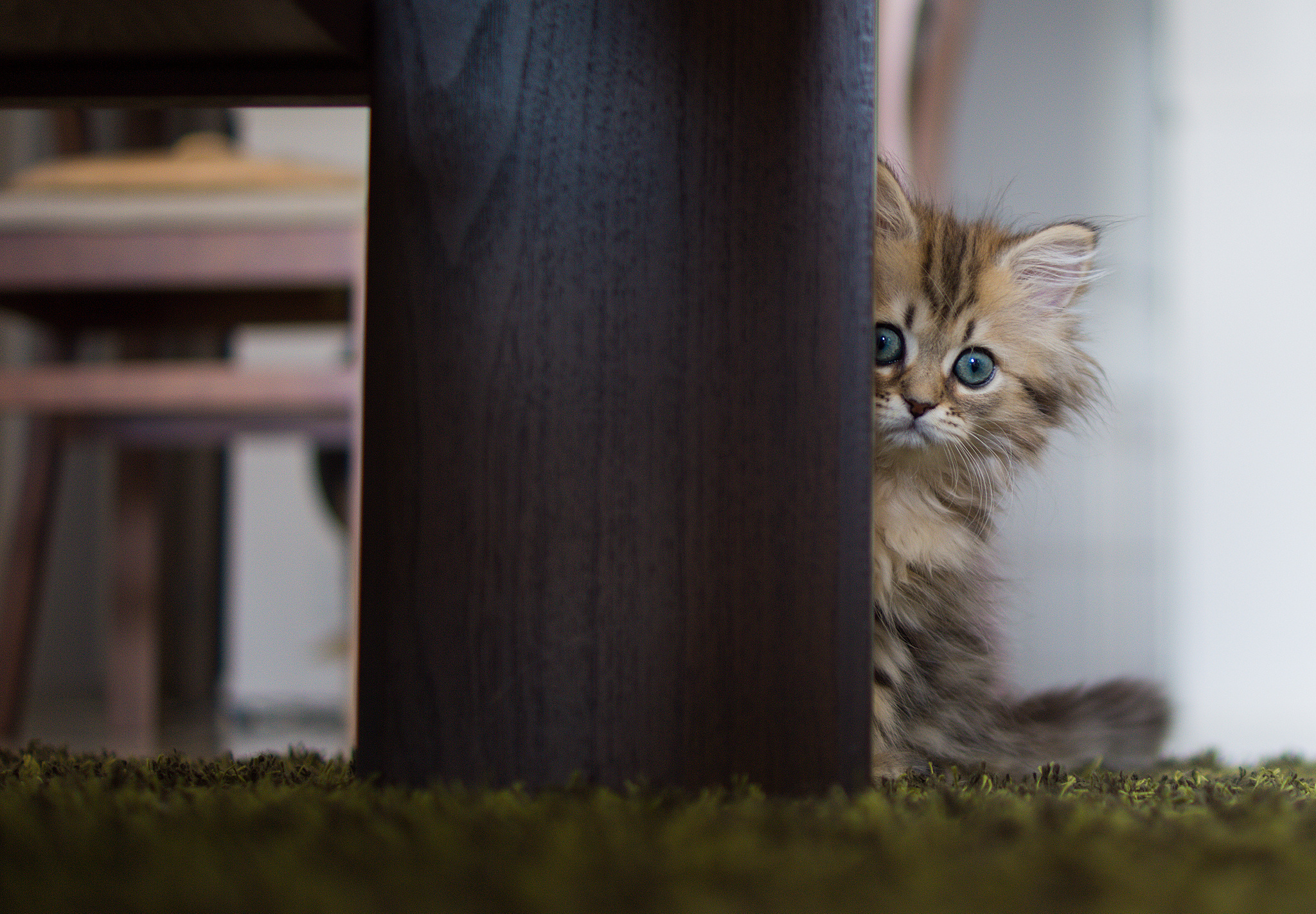 Téléchargez gratuitement l'image Animaux, Chat sur le bureau de votre PC