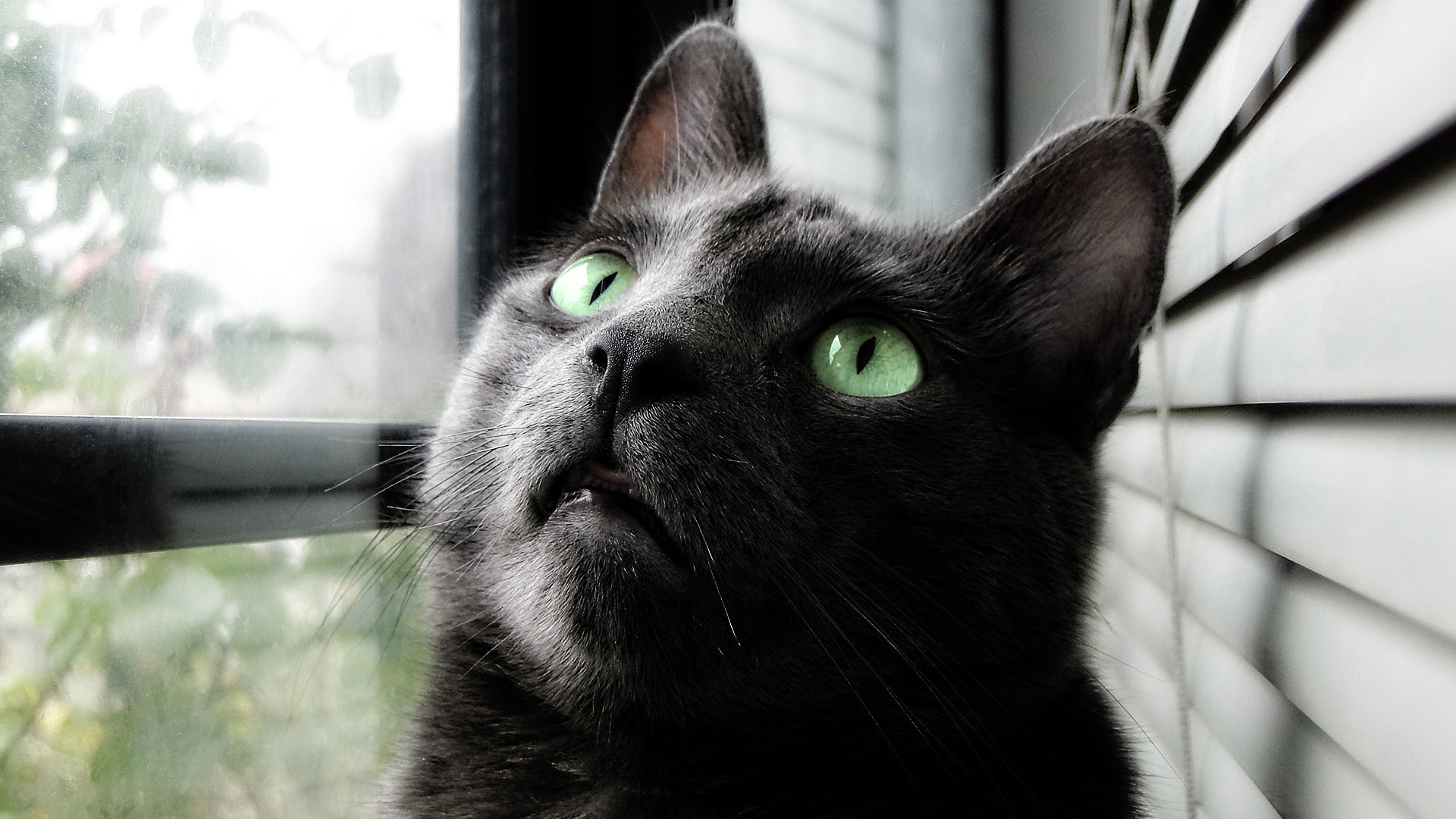 Free download wallpaper Cats, Cat, Animal, Cute, Green Eyes, Russian Blue on your PC desktop