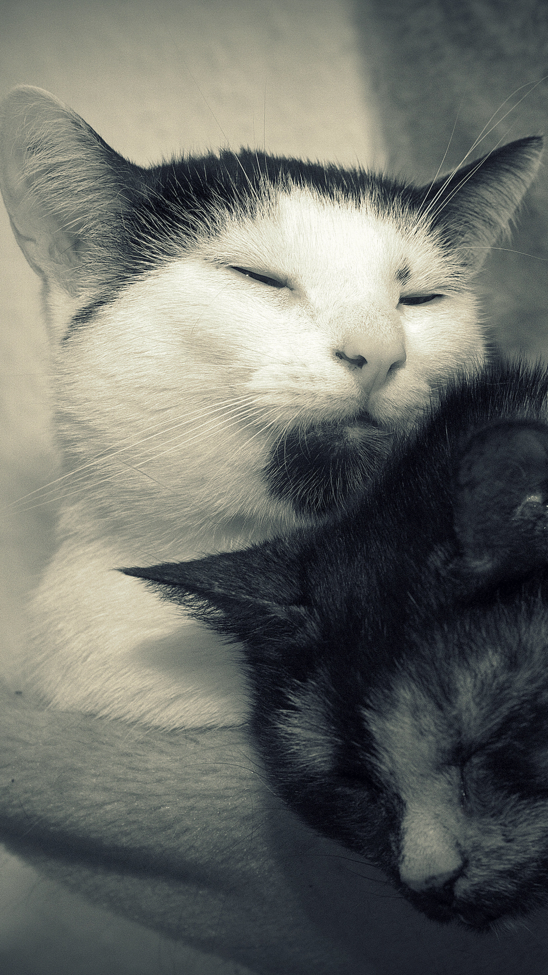 Download mobile wallpaper Cats, Cat, Couple, Animal, Sleeping, Black & White for free.