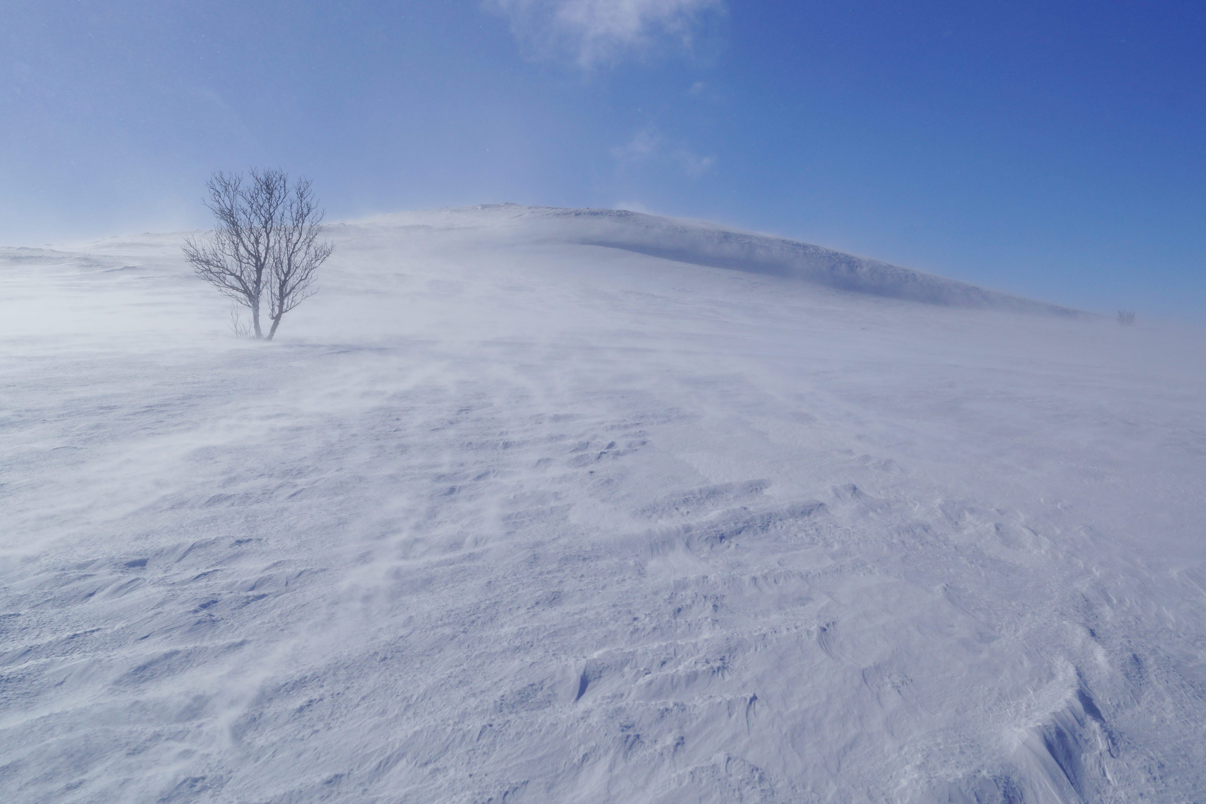 Скачати мобільні шпалери Туман, Вітер, Природа, Дерево, Сніг безкоштовно.