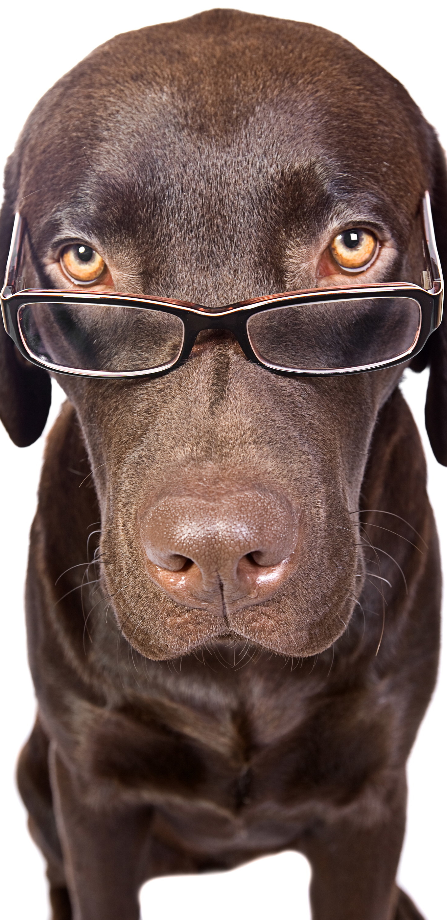 Laden Sie das Tiere, Hunde, Hund, Süß, Komisch, Lustig, Brille-Bild kostenlos auf Ihren PC-Desktop herunter