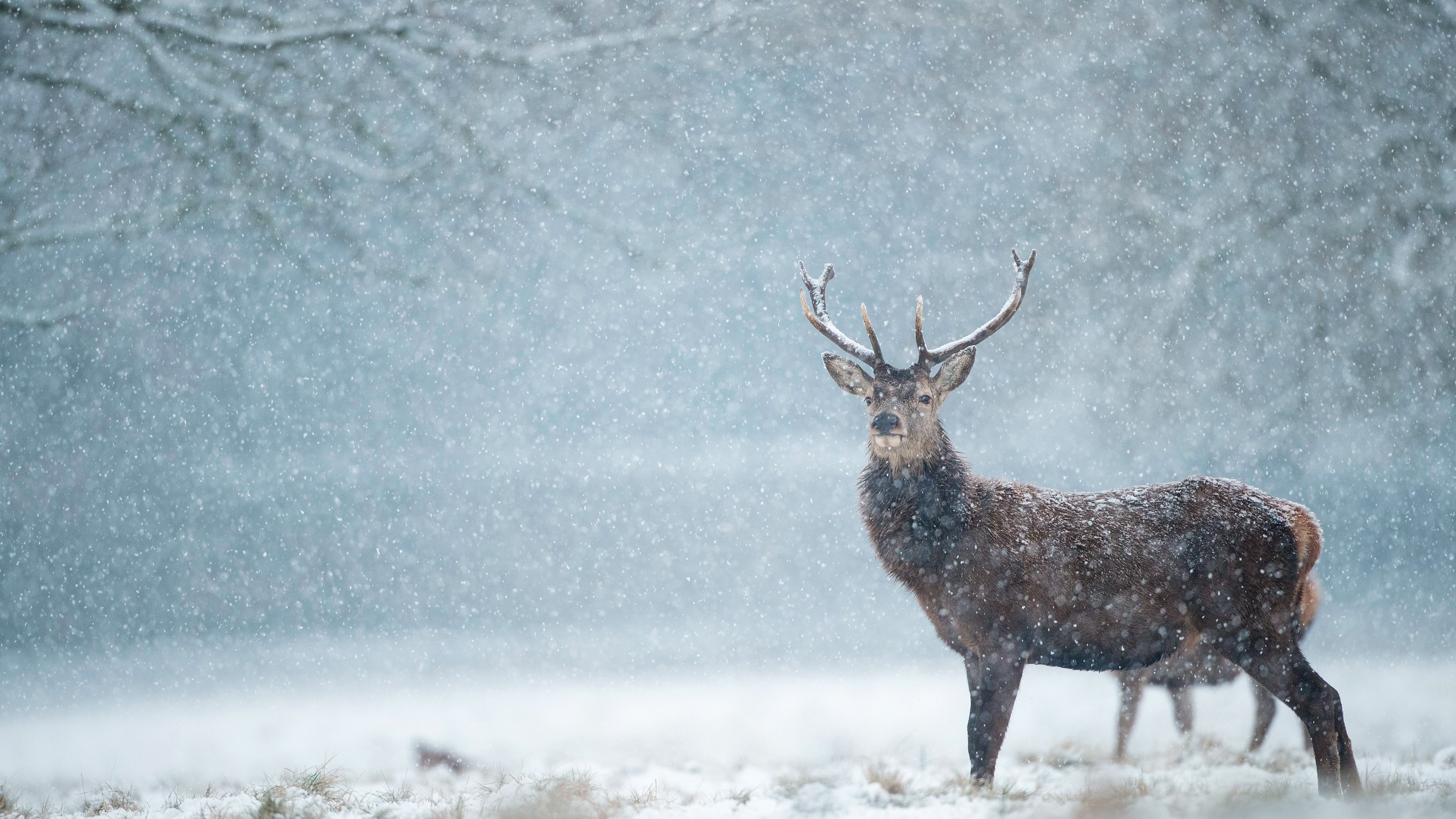 Laden Sie das Tiere, Winter, Schnee, Hirsch, Schneefall-Bild kostenlos auf Ihren PC-Desktop herunter