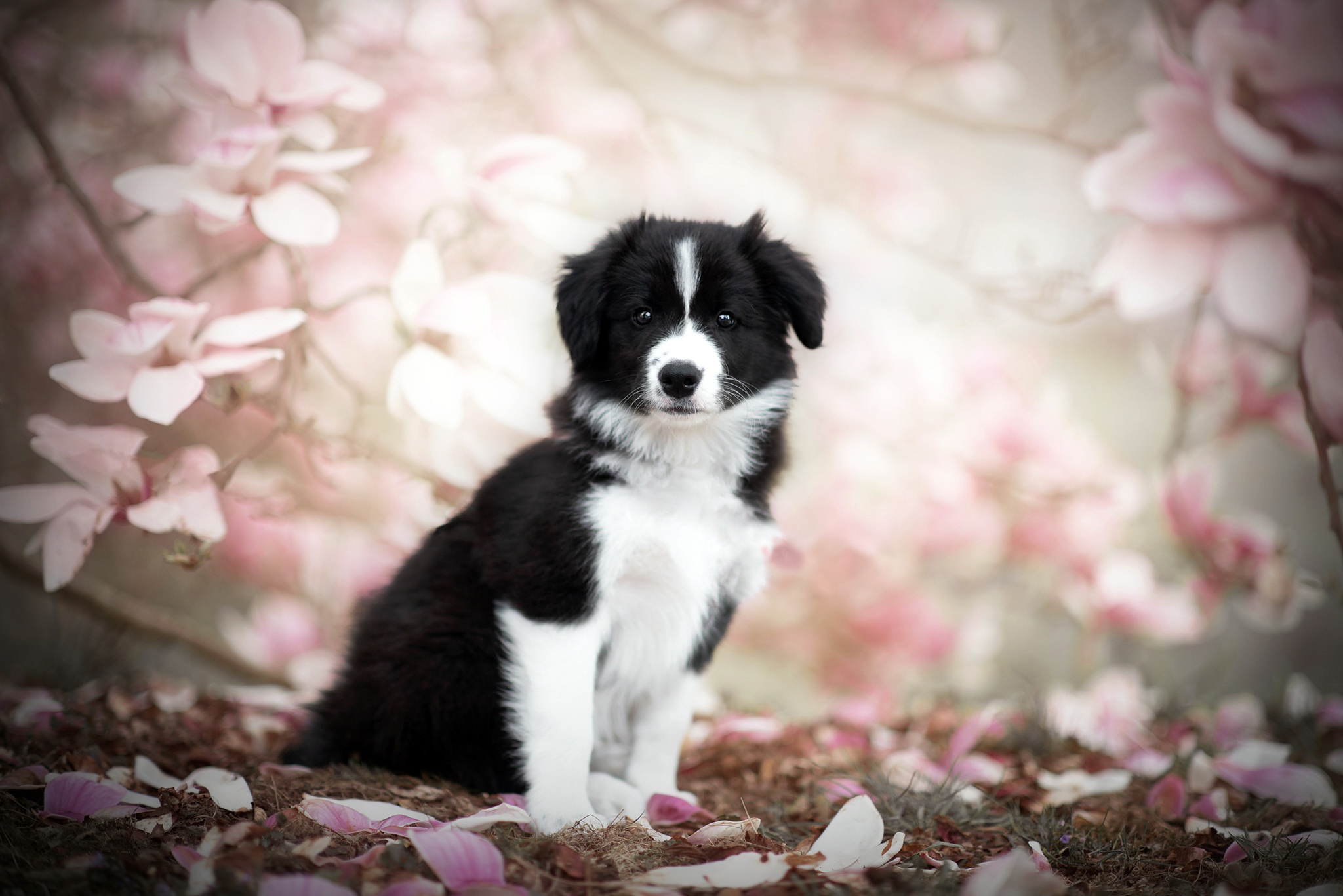 Handy-Wallpaper Tiere, Hunde, Hund, Welpen, Frühling, Border Collie, Tierbaby kostenlos herunterladen.