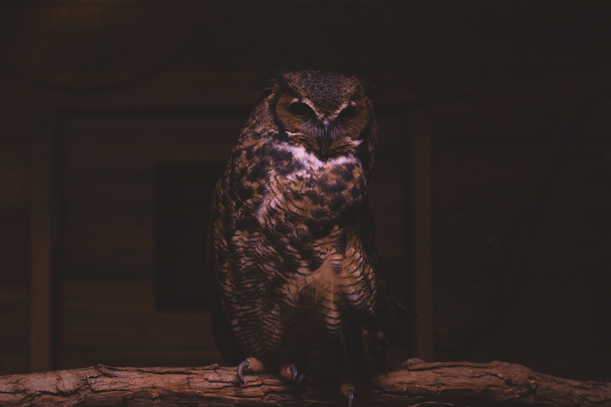 Free download wallpaper Animals, Bird, Sit, Predator, Owl on your PC desktop