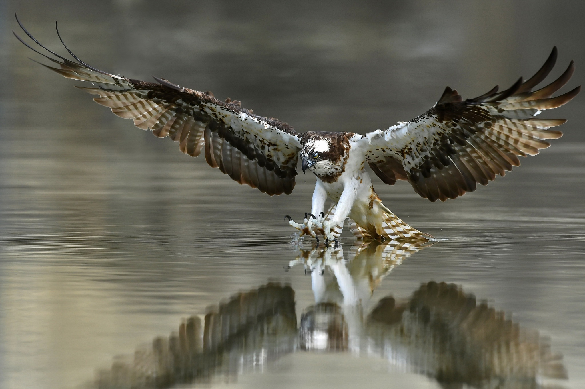 animal, osprey, bird of prey, bird, eagle, reflection, water, birds