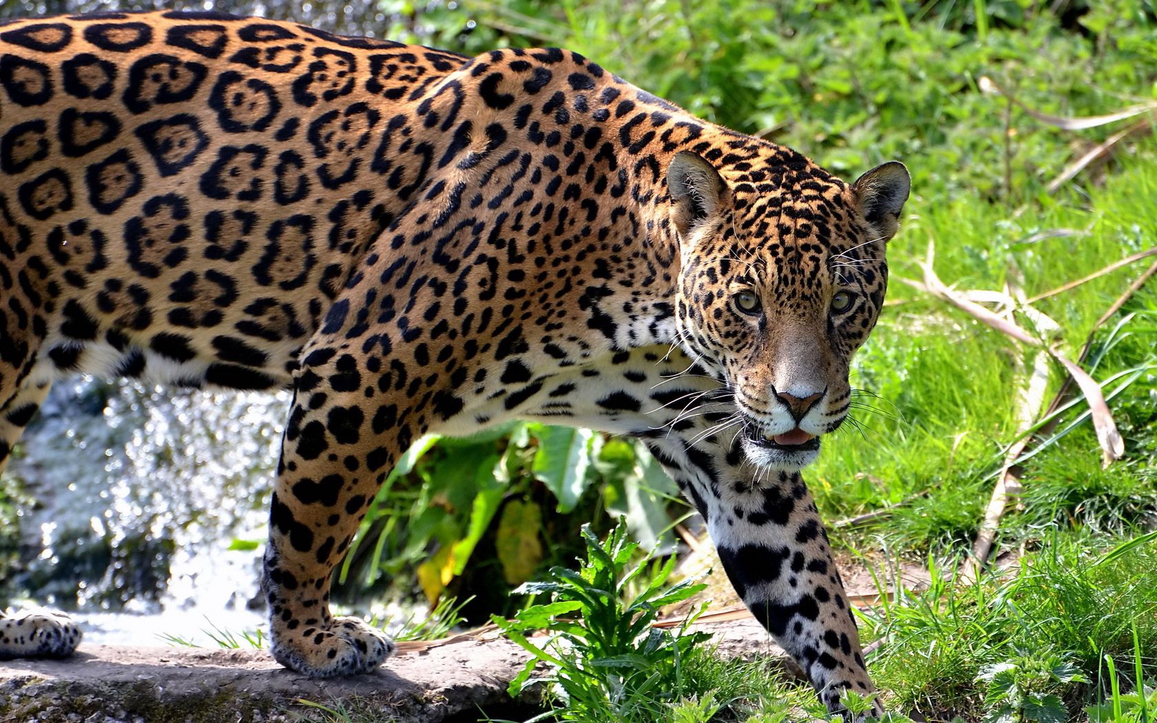 147283 baixar papel de parede animais, grama, jaguar, predator, predador, gato grande, escalar, trepar - protetores de tela e imagens gratuitamente