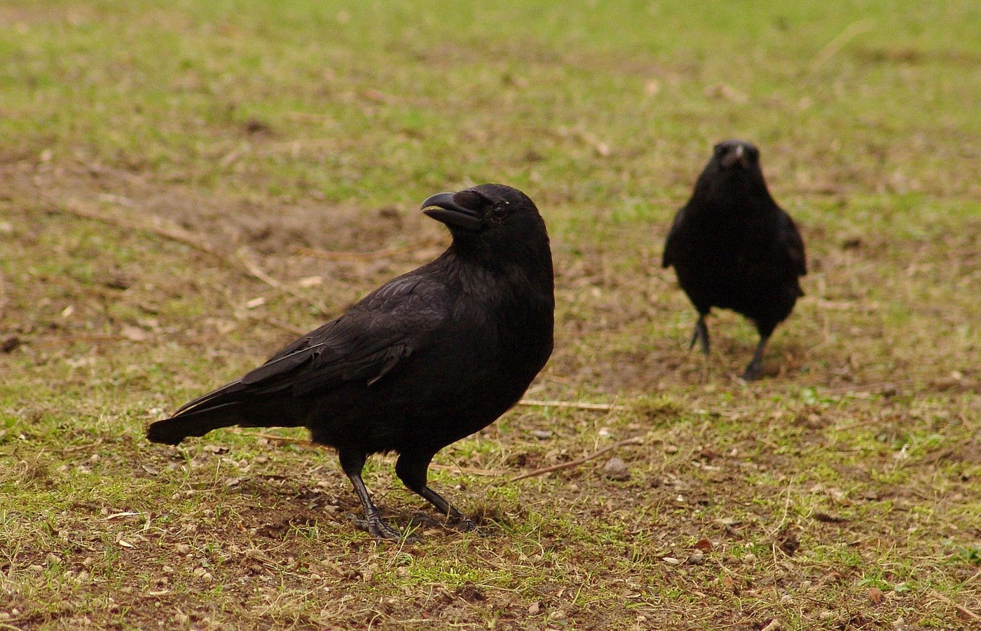 無料モバイル壁紙動物, カラスをダウンロードします。