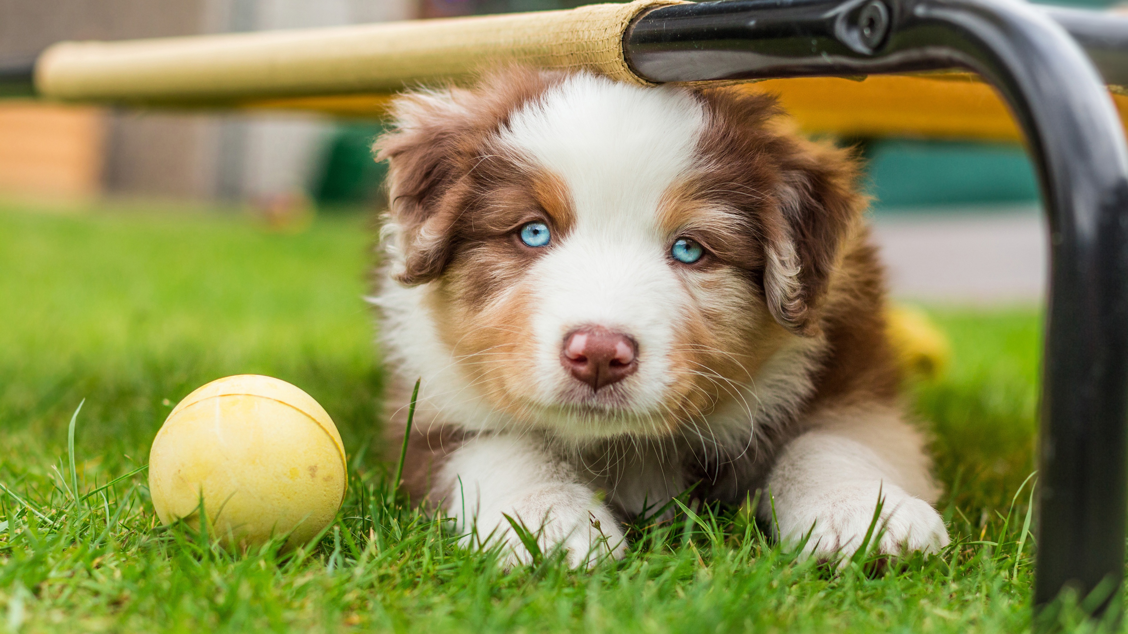 Download mobile wallpaper Dogs, Dog, Animal, Australian Shepherd, Baby Animal for free.