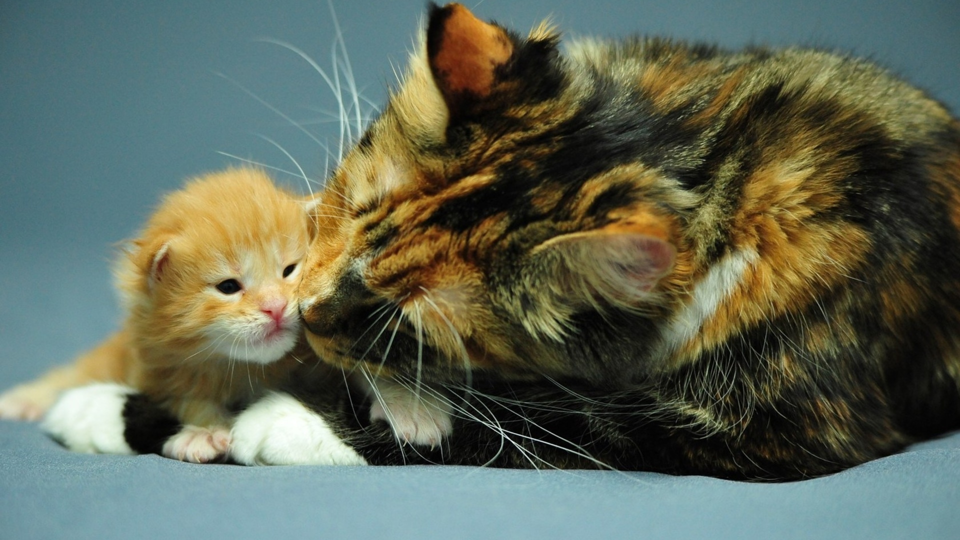 Laden Sie das Tiere, Katzen, Liebe, Katze, Kätzchen, Süß, Tierbaby-Bild kostenlos auf Ihren PC-Desktop herunter