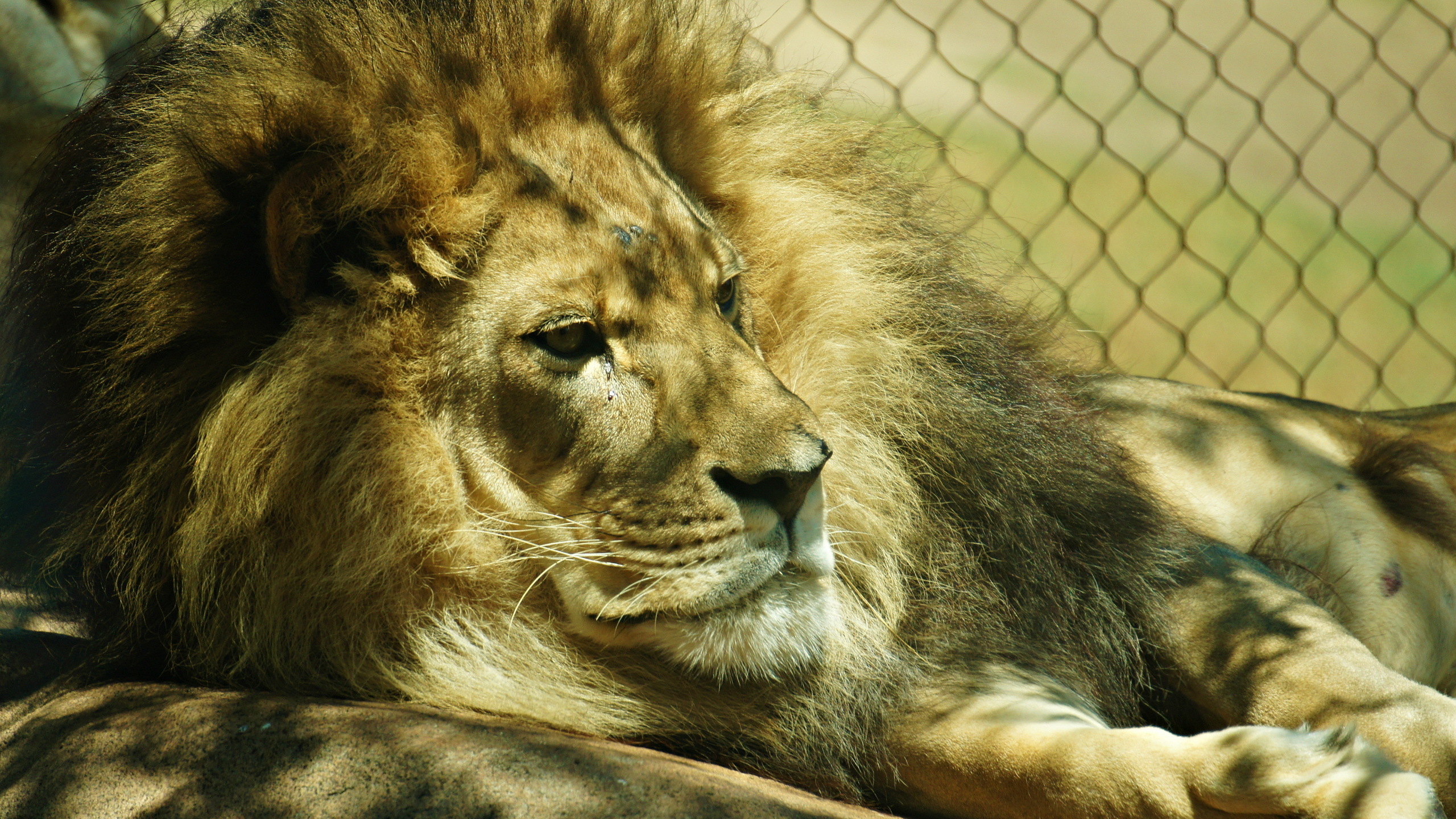 Descarga gratuita de fondo de pantalla para móvil de Animales, Gatos, León.