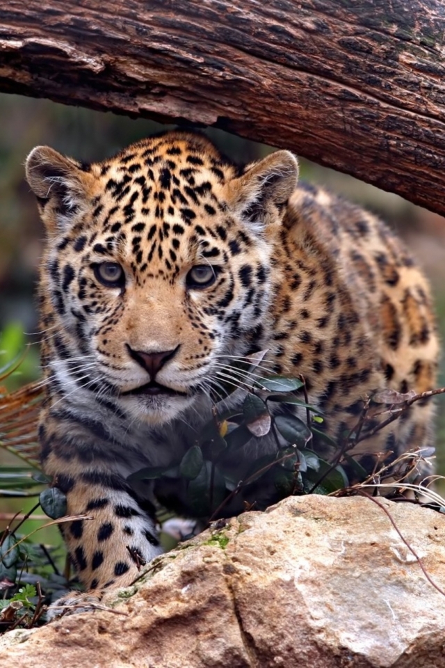 Descarga gratuita de fondo de pantalla para móvil de Animales, Gatos, Jaguar.