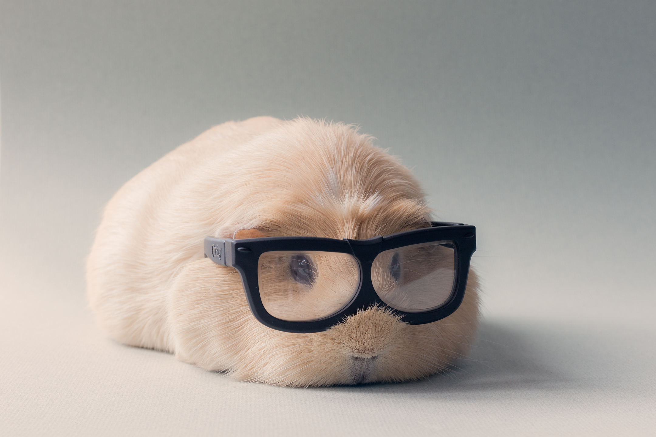 Free download wallpaper Animal, Guinea Pig, Glasses, Cute on your PC desktop