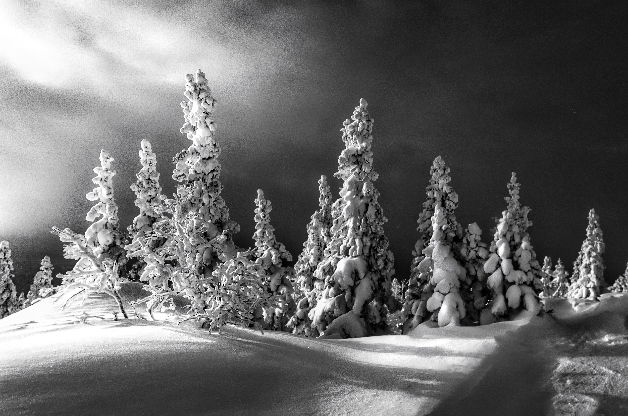 Laden Sie das Winter, Schnee, Baum, Schwarz Weiß, Fotografie-Bild kostenlos auf Ihren PC-Desktop herunter