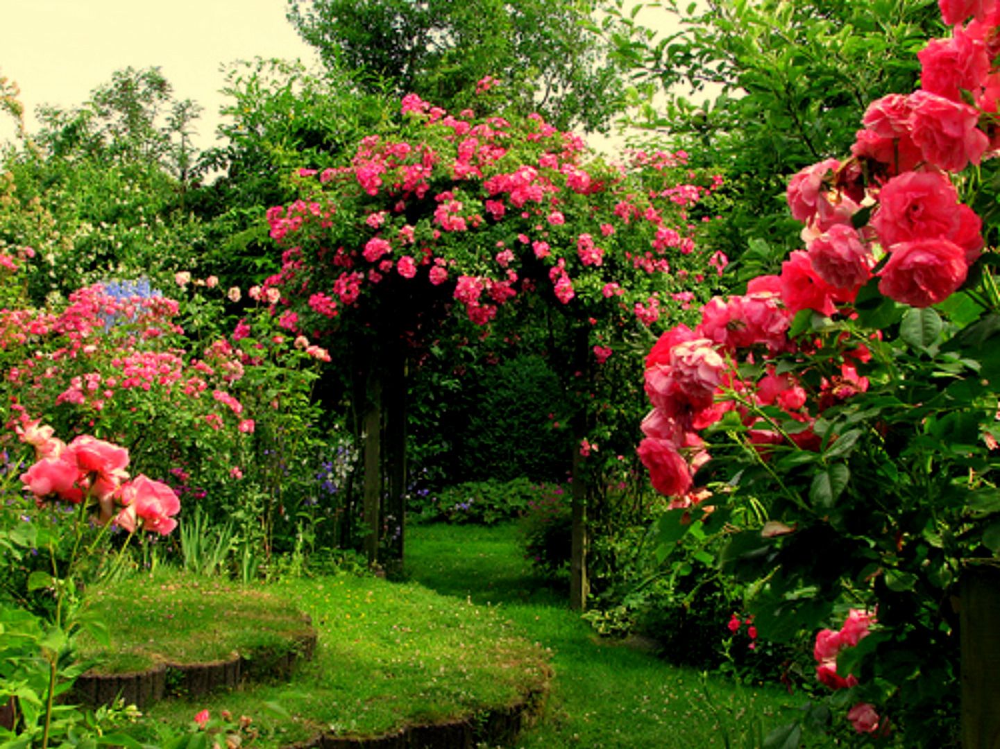 Descarga gratuita de fondo de pantalla para móvil de Rosa, Arbusto, Flor Rosa, Arco, Jardín, Hecho Por El Hombre.