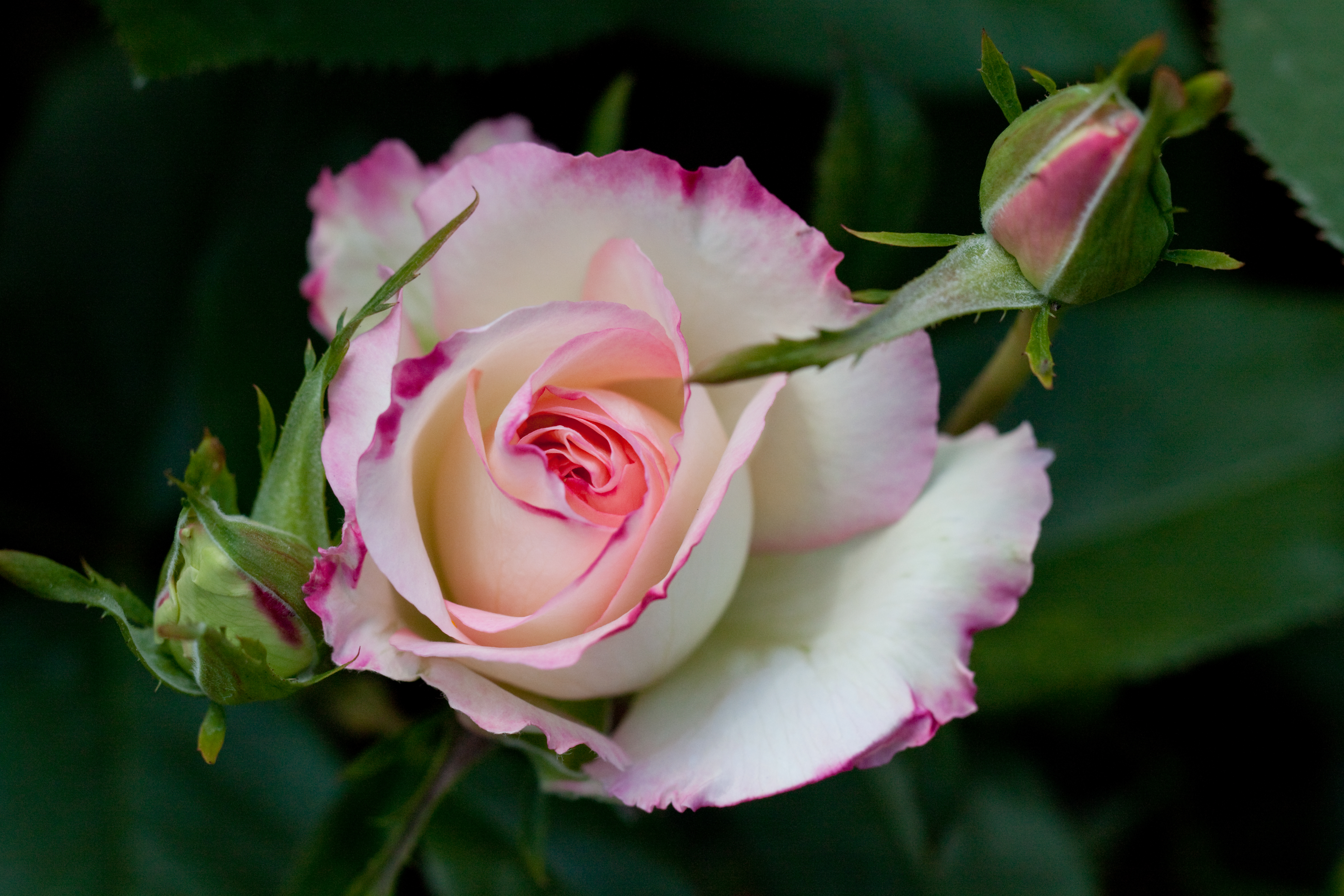 Téléchargez gratuitement l'image Fleurs, Rose, Terre/nature sur le bureau de votre PC